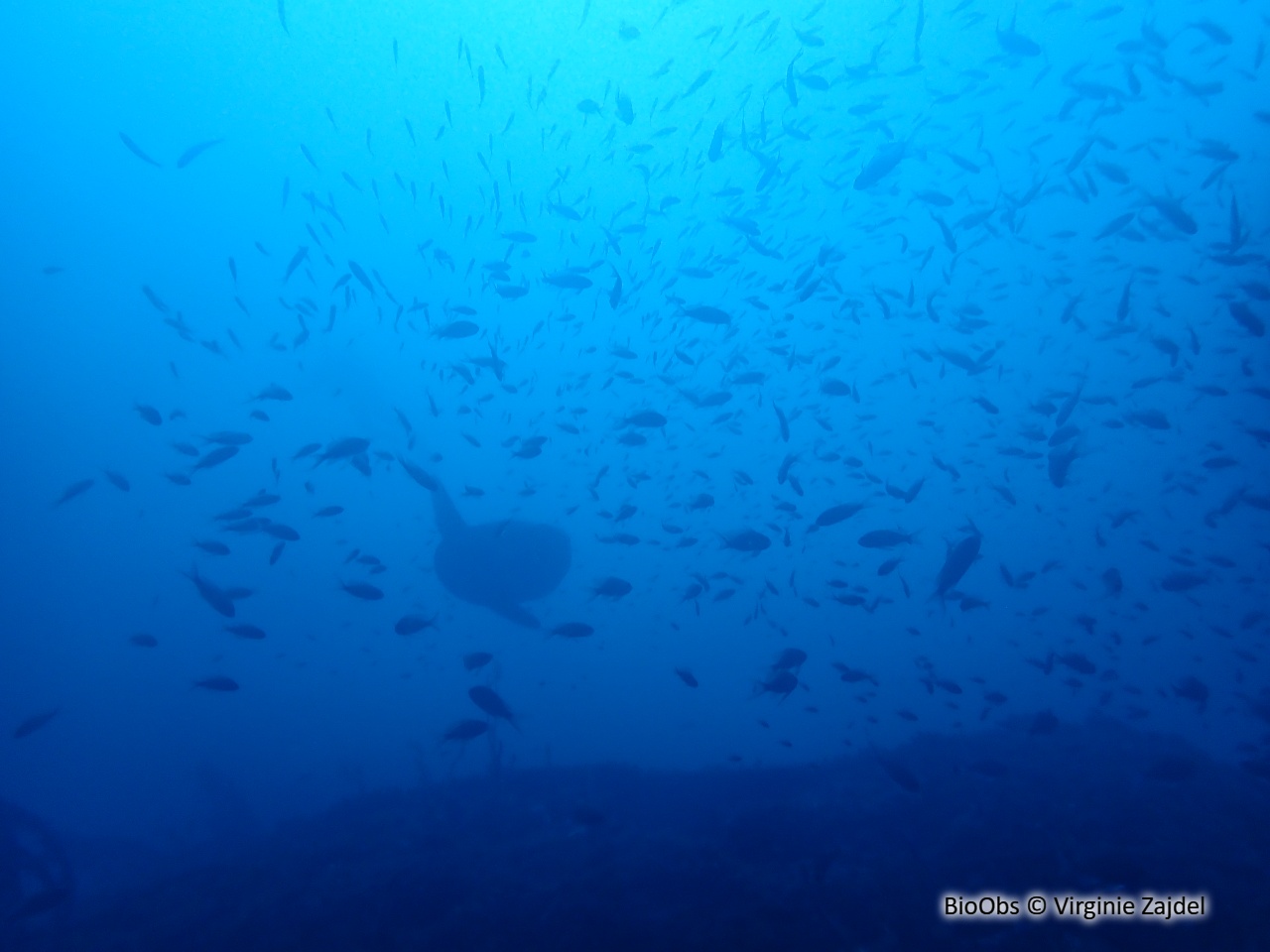 Poisson lune - Mola mola - Virginie Zajdel - BioObs