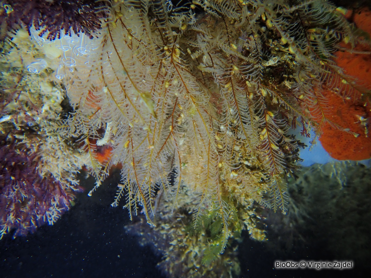 Aglaophénia allongée - Aglaophenia elongata - Virginie Zajdel - BioObs