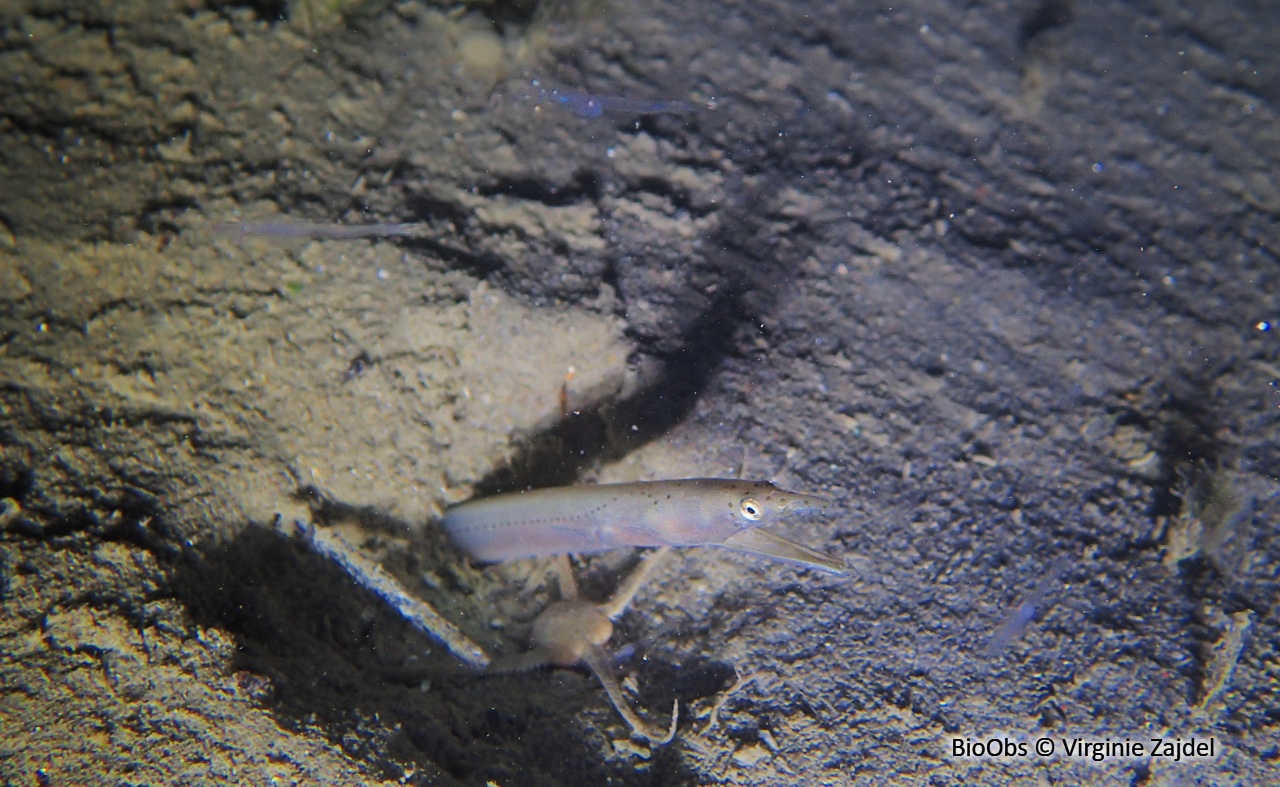 Serpenton à long nez - Ophisurus serpens - Virginie Zajdel - BioObs