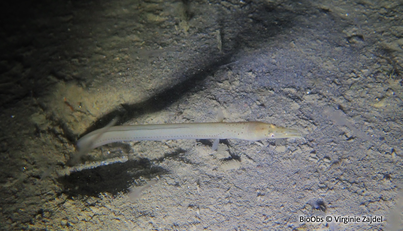 Serpenton à long nez - Ophisurus serpens - Virginie Zajdel - BioObs
