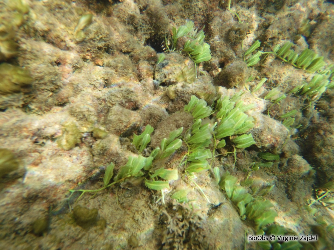 Caulerpe plume - Caulerpa sertularioides - Virginie Zajdel - BioObs