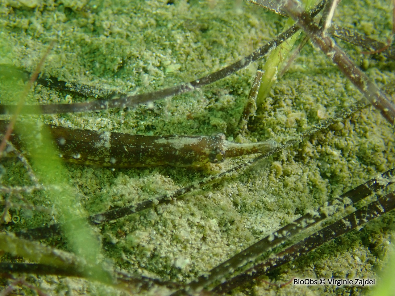 Syngnathe de lagune - Syngnathus abaster - Virginie Zajdel - BioObs