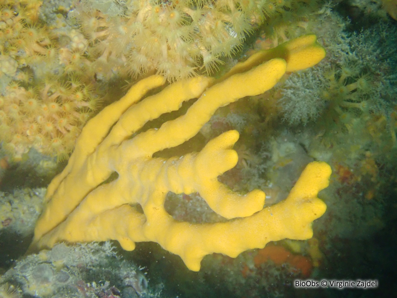 Axinelle commune - Axinella polypoides - Virginie Zajdel - BioObs