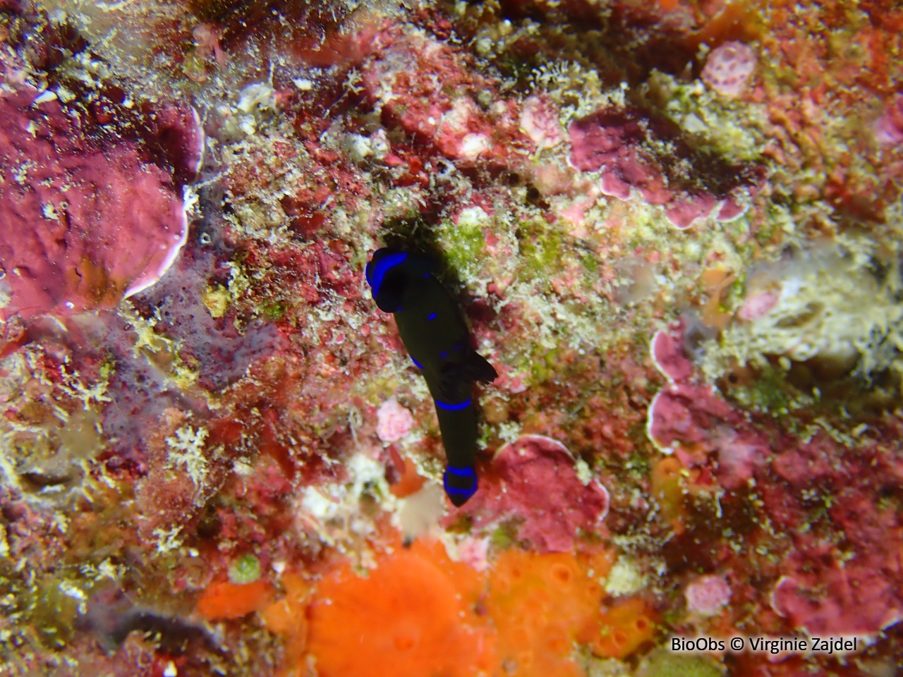 Tambja morose - Tambja morosa - Virginie Zajdel - BioObs