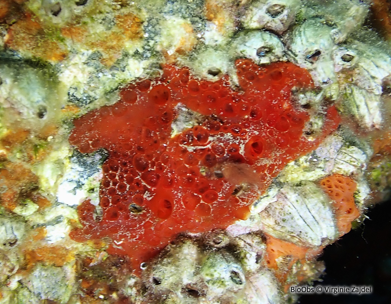 Eponge catalane rouge à cratères - Hamigera hamigera - Virginie Zajdel - BioObs