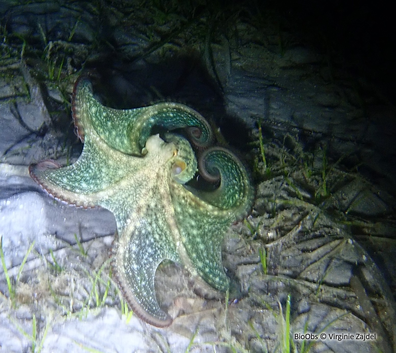 Elédone musquée - Eledone moschata - Virginie Zajdel - BioObs