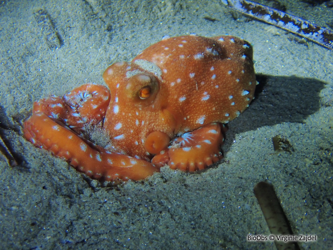 Poulpe tacheté - Callistoctopus macropus - Virginie Zajdel - BioObs