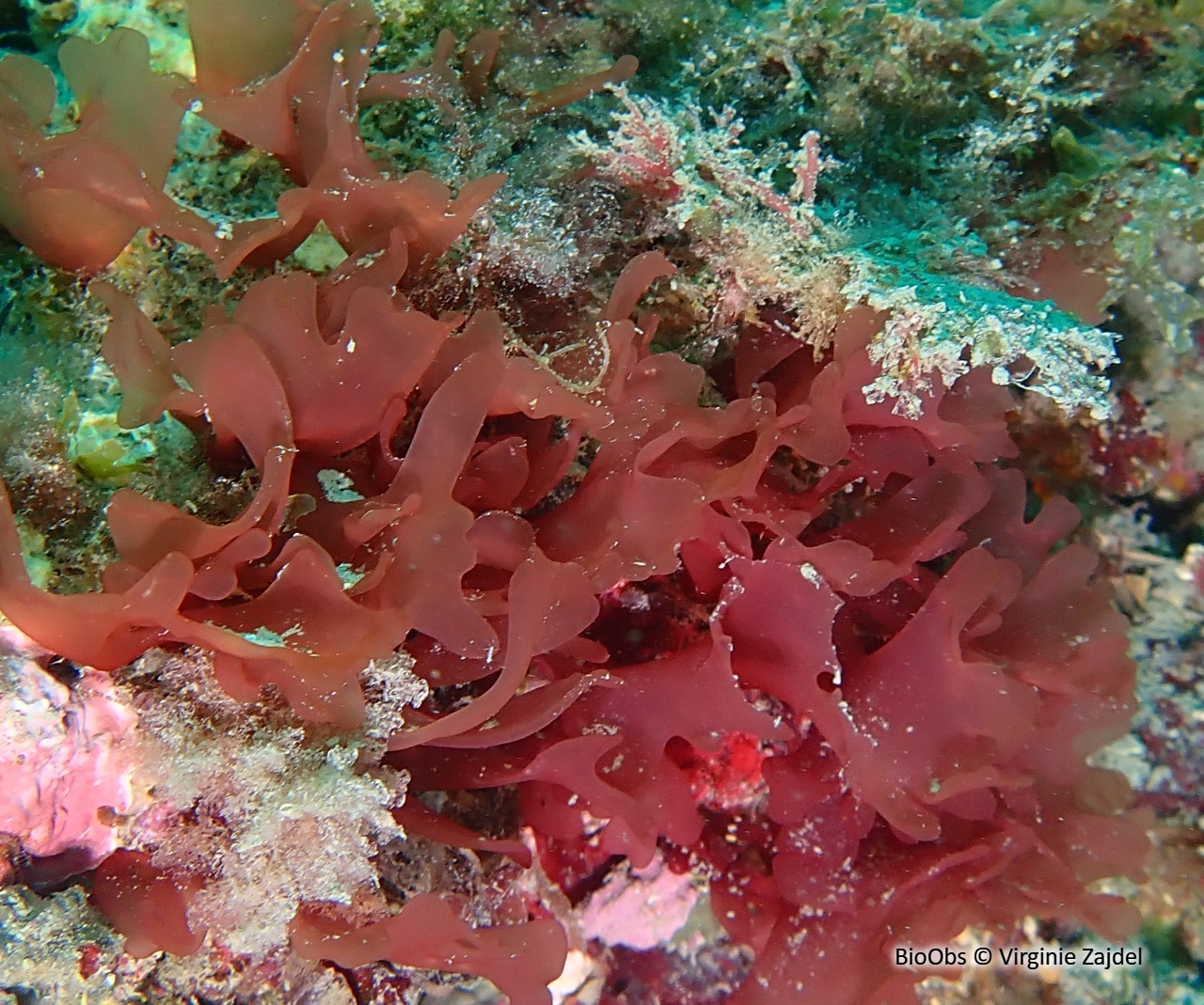 Sebdénie de Rodriguez - Sebdenia rodrigueziana - Virginie Zajdel - BioObs