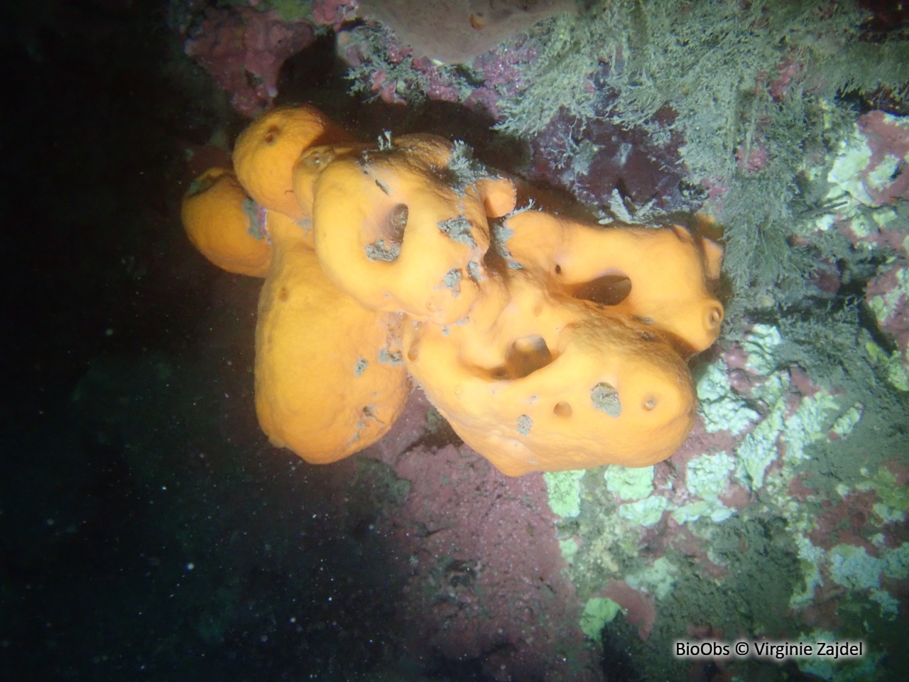 Agelas orangée - Agelas oroides - Virginie Zajdel - BioObs