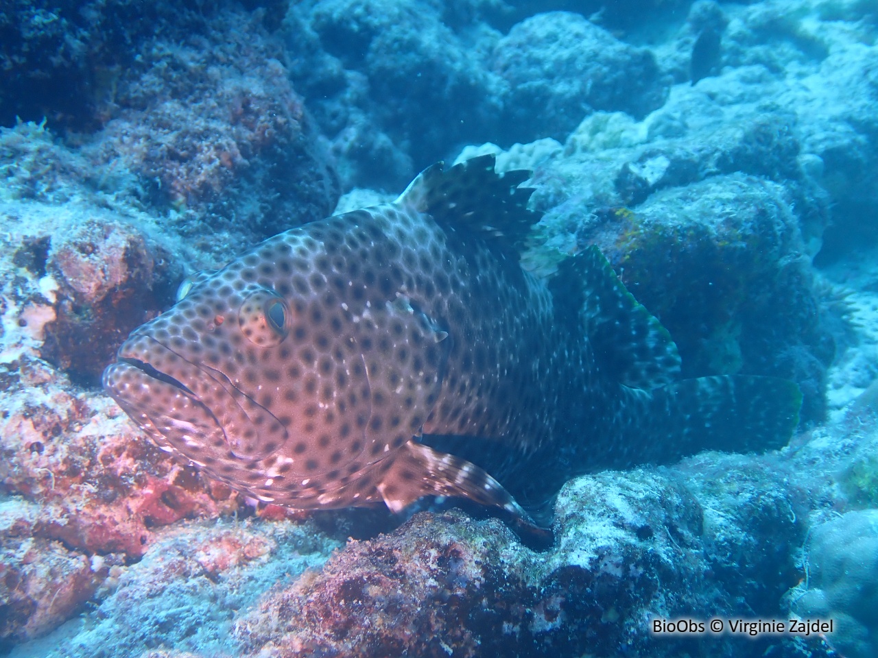 Mérou haute voile - Epinephelus maculatus - Virginie Zajdel - BioObs