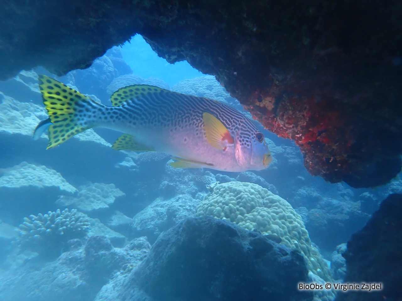 Gaterin à lignes - Plectorhinchus lineatus - Virginie Zajdel - BioObs