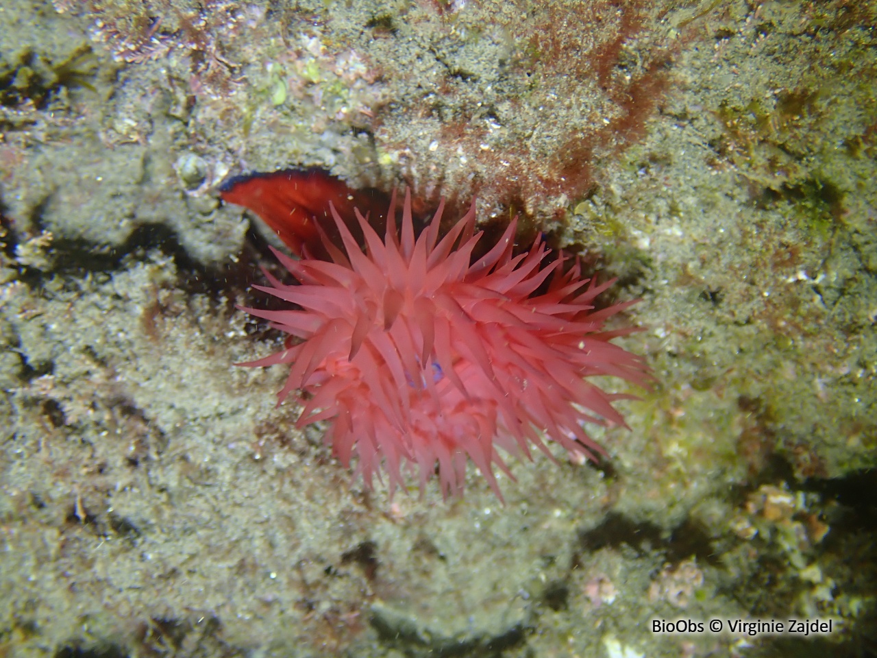 Tomate de mer de Méditerranée - Actinia mediterranea - Virginie Zajdel - BioObs