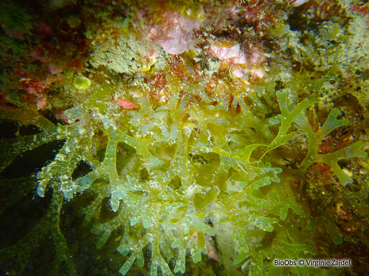 Dictyote à bordures bleues irridescentes - Dictyota cyanoloma - Virginie Zajdel - BioObs