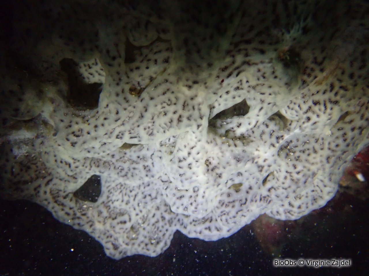 Didemne coriace - Didemnum coriaceum - Virginie Zajdel - BioObs