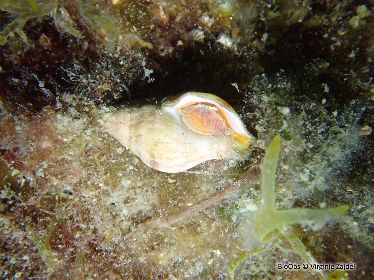 Buccin veiné - Euthria cornea - Virginie Zajdel - BioObs
