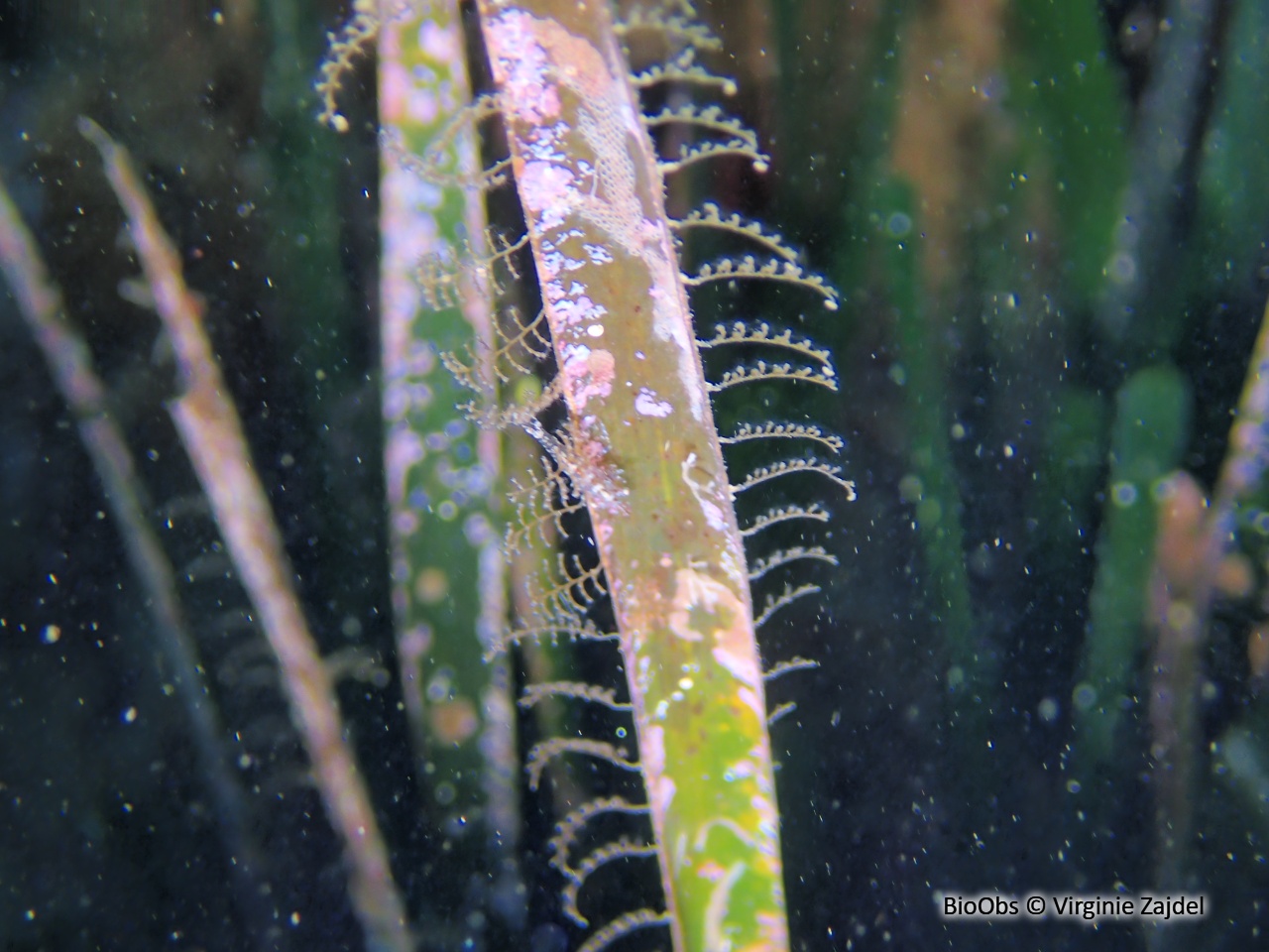 Aglaophenia à crochets - Aglaophenia harpago - Virginie Zajdel - BioObs