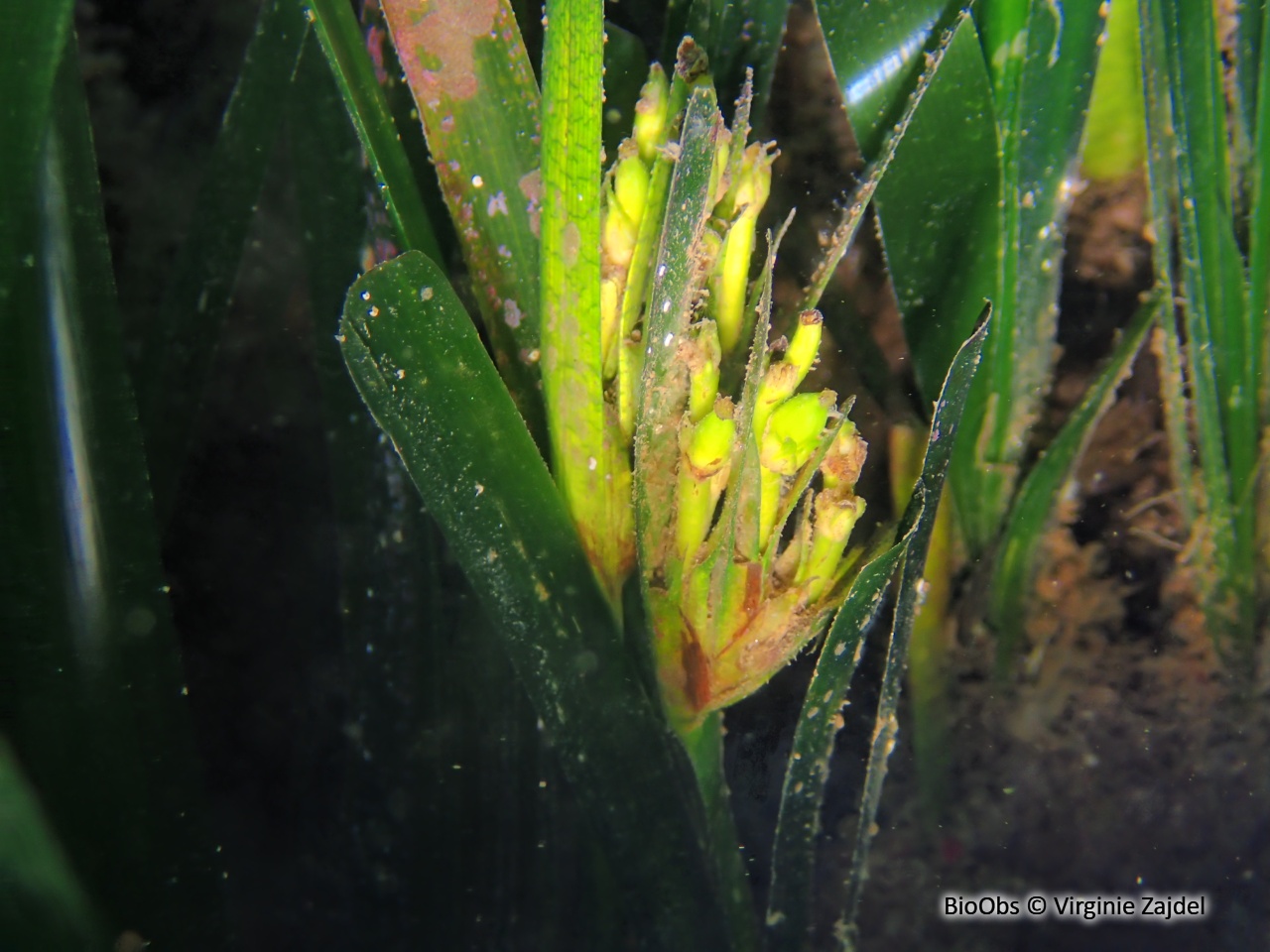 Posidonie - Posidonia oceanica - Virginie Zajdel - BioObs