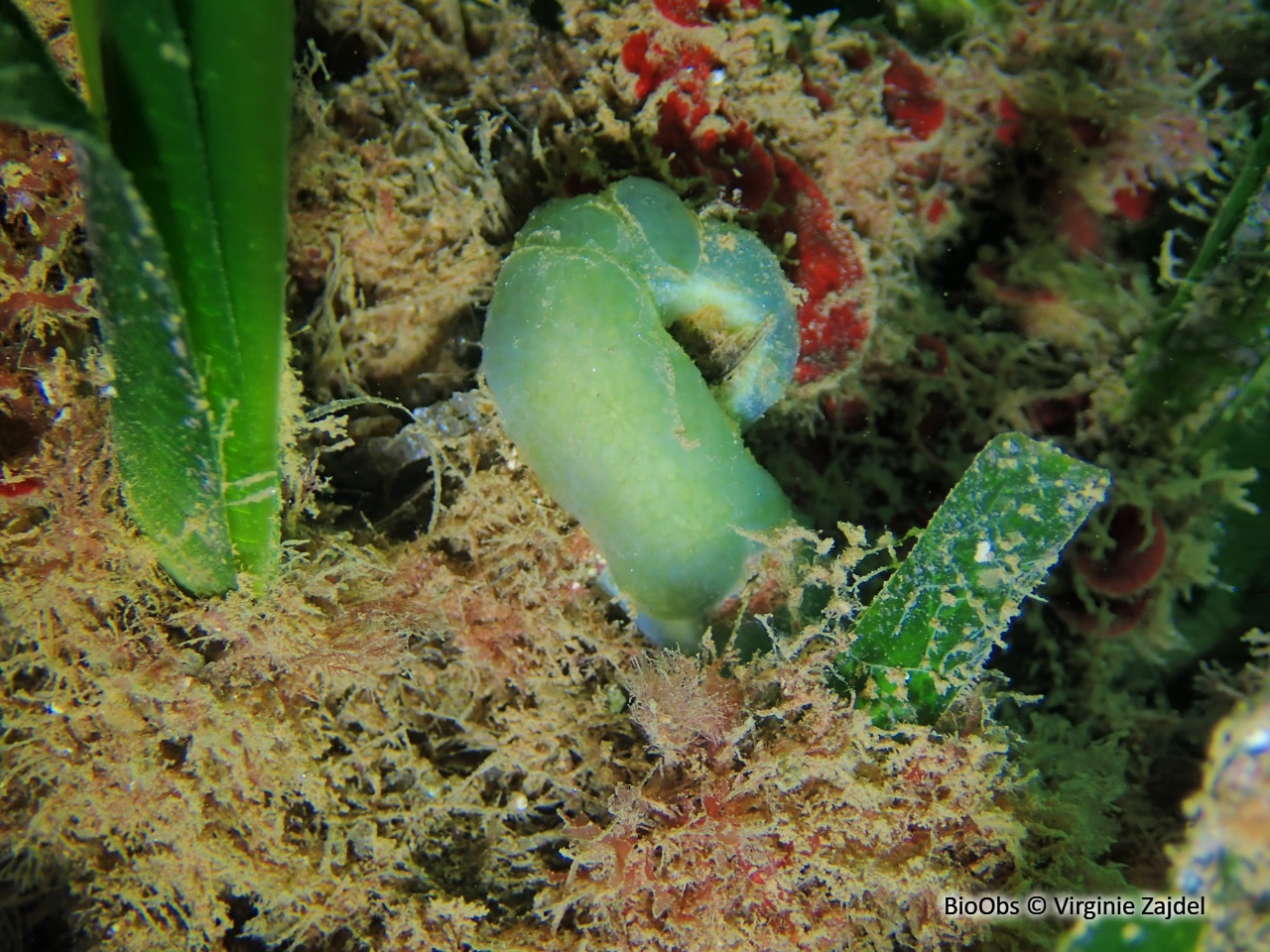 Polyclinidé vert sombre - Polyclinella azemai - Virginie Zajdel - BioObs