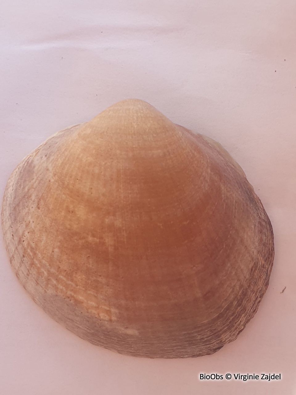 Amande de mer violacée - Glycymeris nummaria - Virginie Zajdel - BioObs