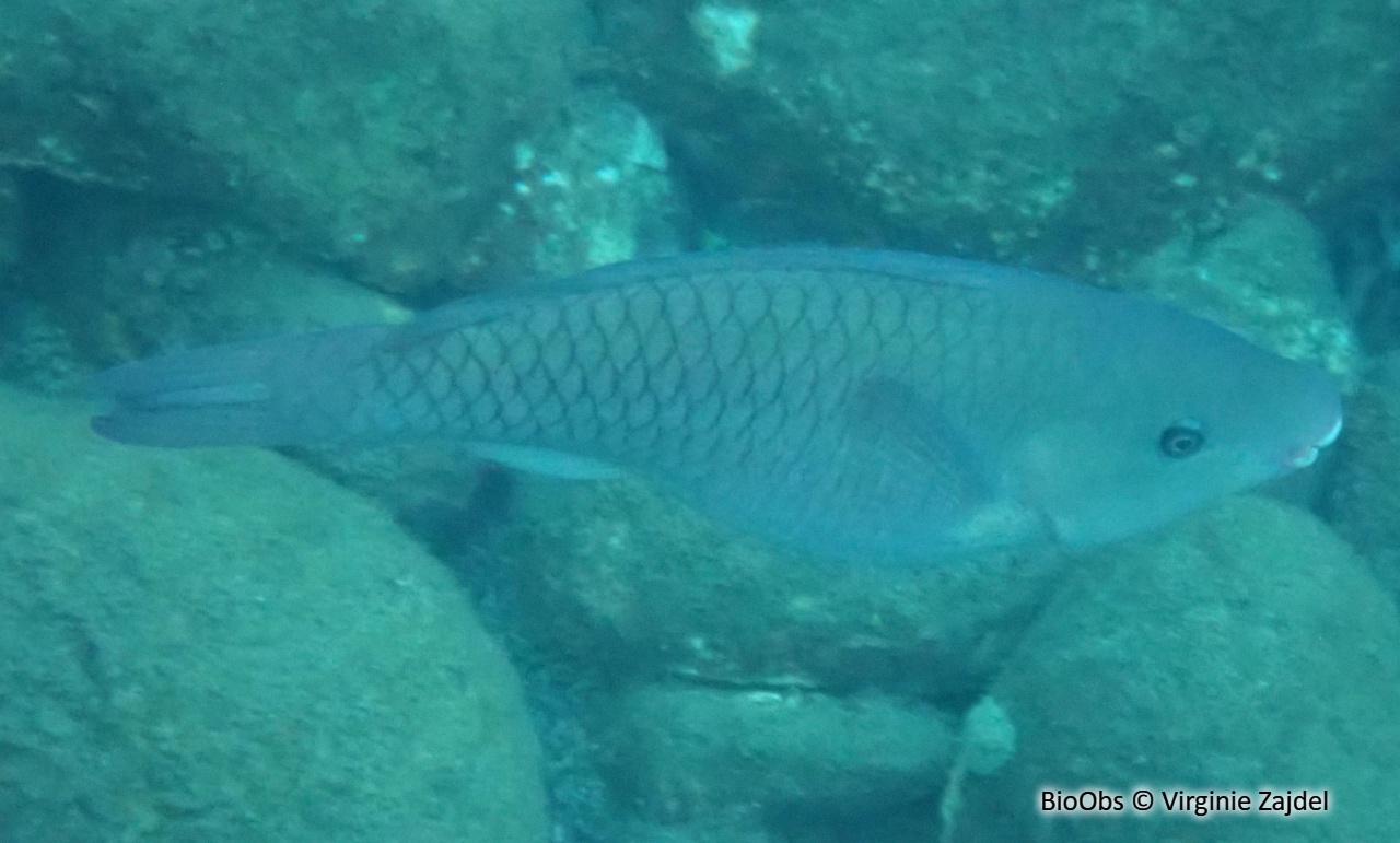 Poisson-perroquet royal - Scarus vetula - Virginie Zajdel - BioObs