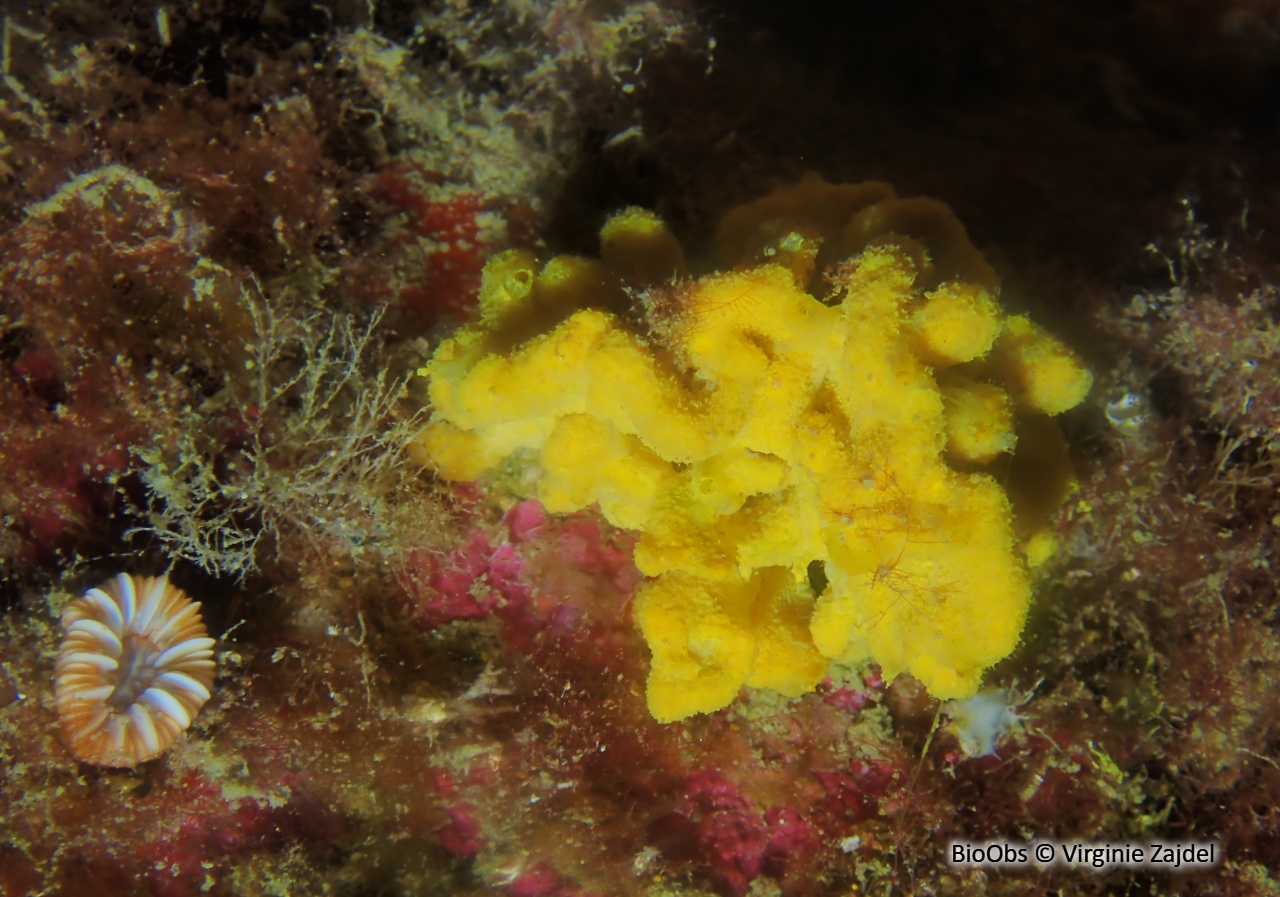 Axinelle plate - Axinella damicornis - Virginie Zajdel - BioObs