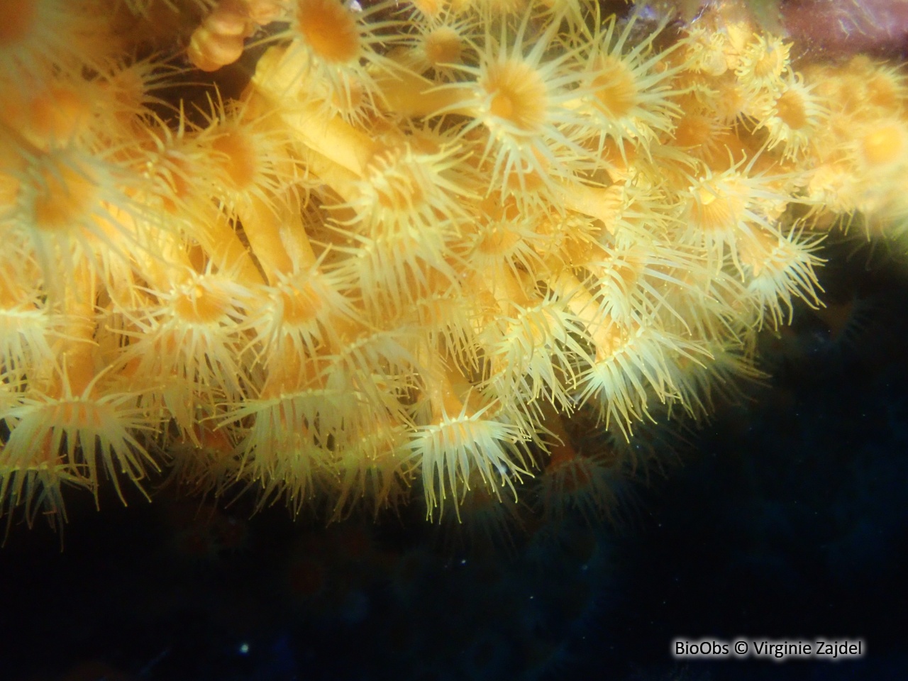 Anémone jaune encroûtante - Parazoanthus axinellae - Virginie Zajdel - BioObs