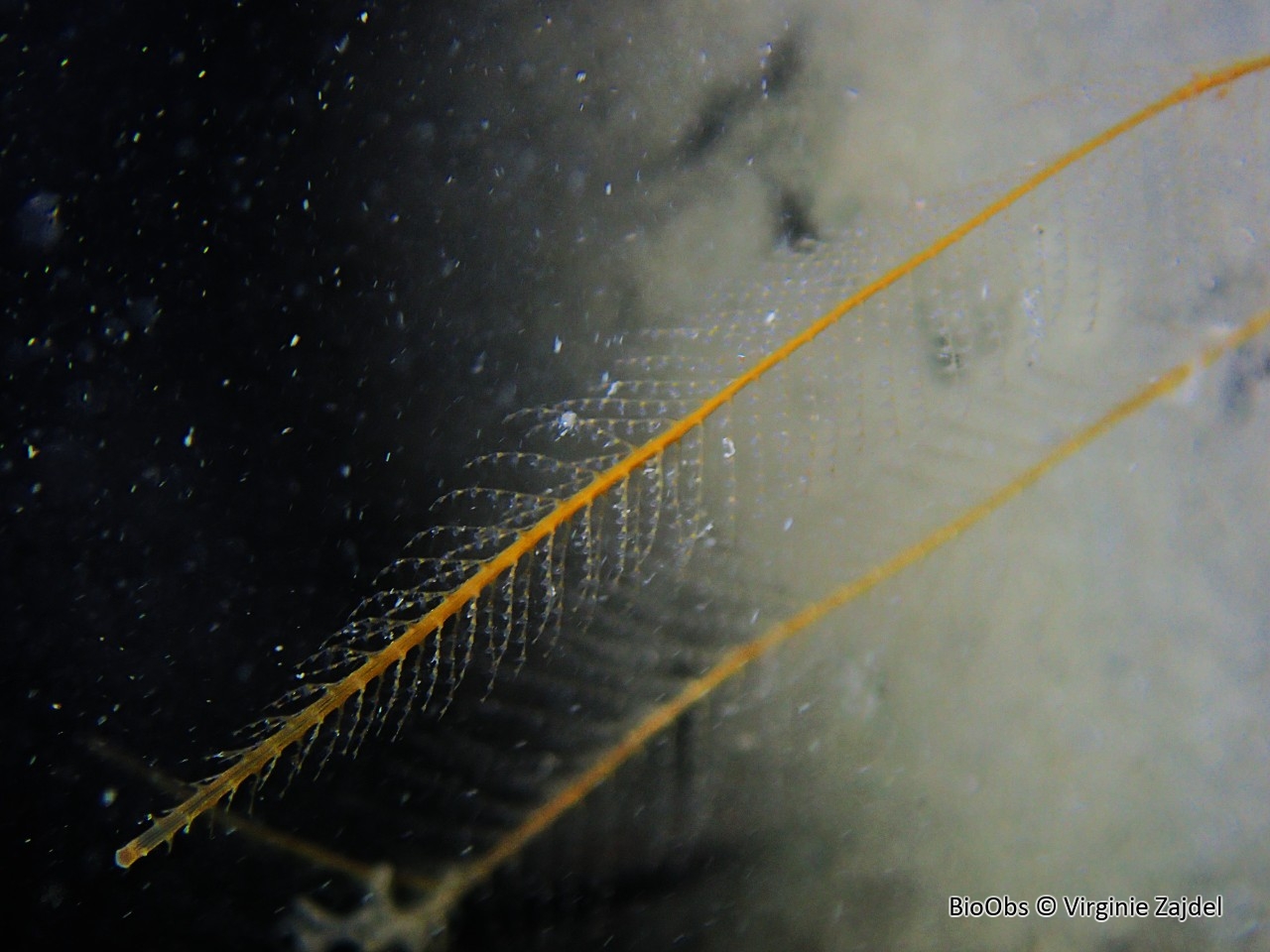 Aglaophénia allongée - Aglaophenia elongata - Virginie Zajdel - BioObs