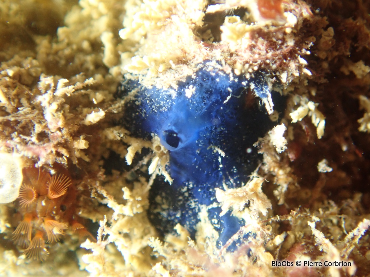 Eponge encroûtante bleue - Terpios gelatinosus - Pierre Corbrion - BioObs