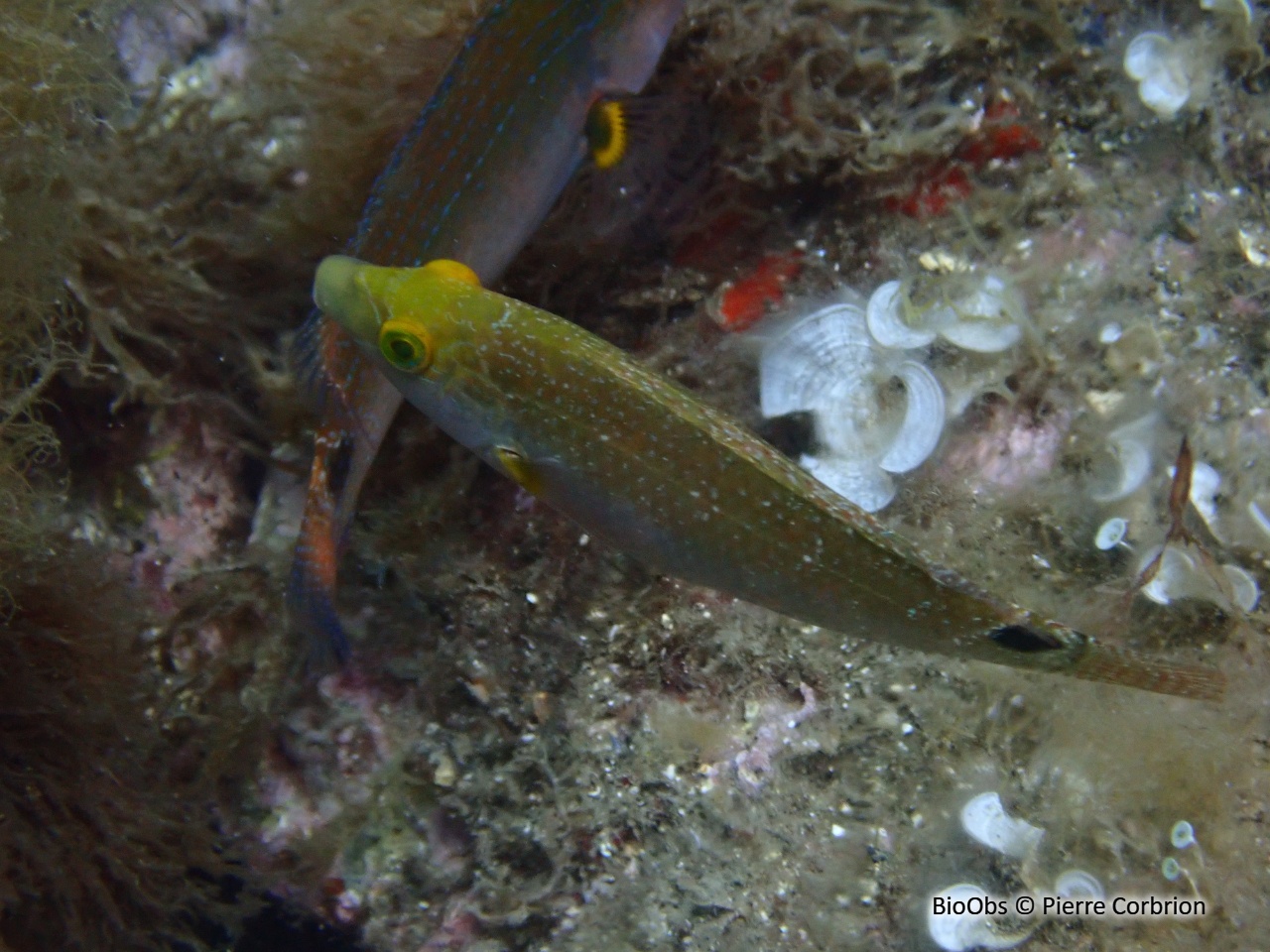 Crénilabre méditerranéen - Symphodus mediterraneus - Pierre Corbrion - BioObs
