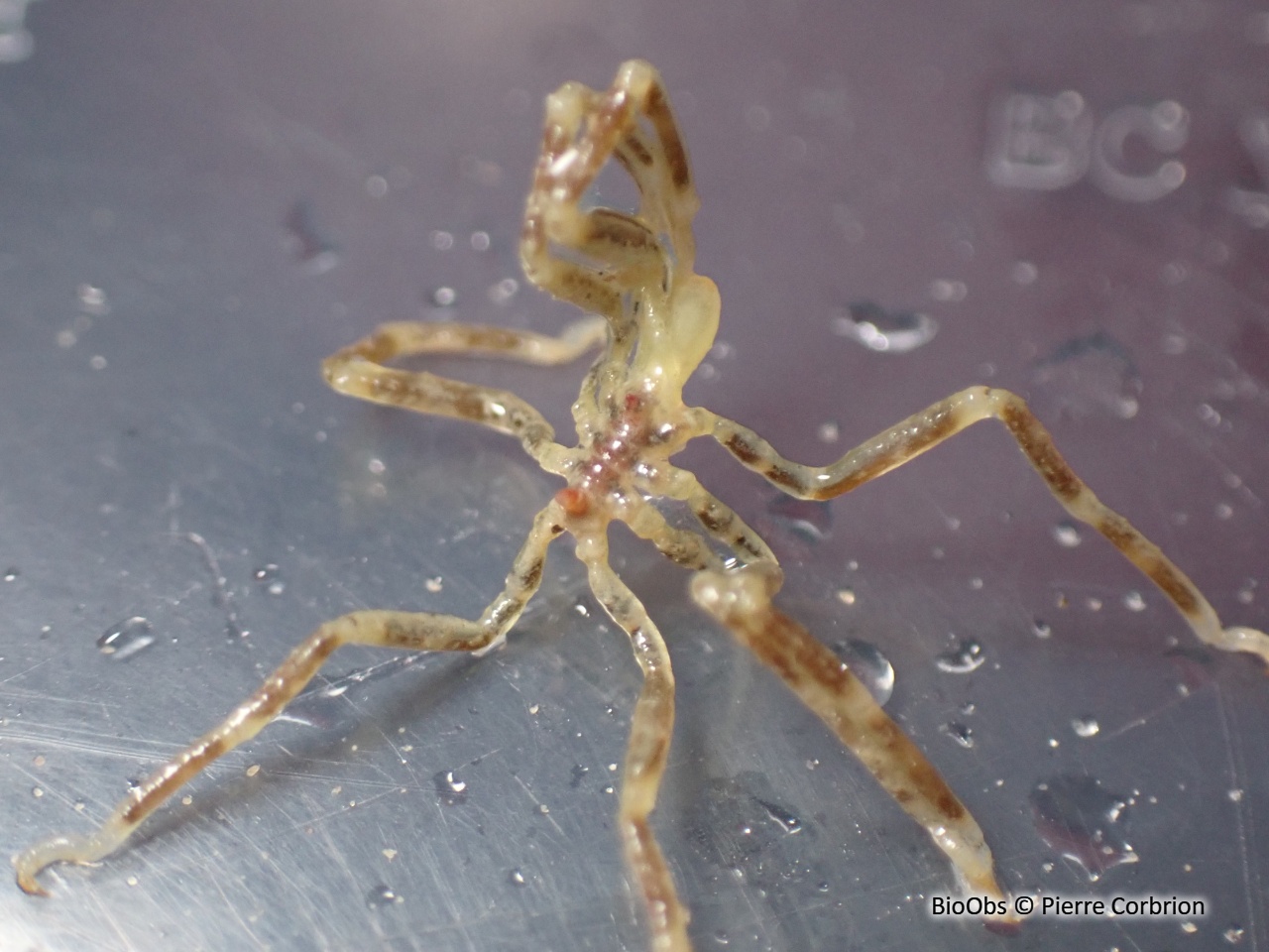 Araignée à bande brune du Pacifique - Ammothea hilgendorfi - Pierre Corbrion - BioObs