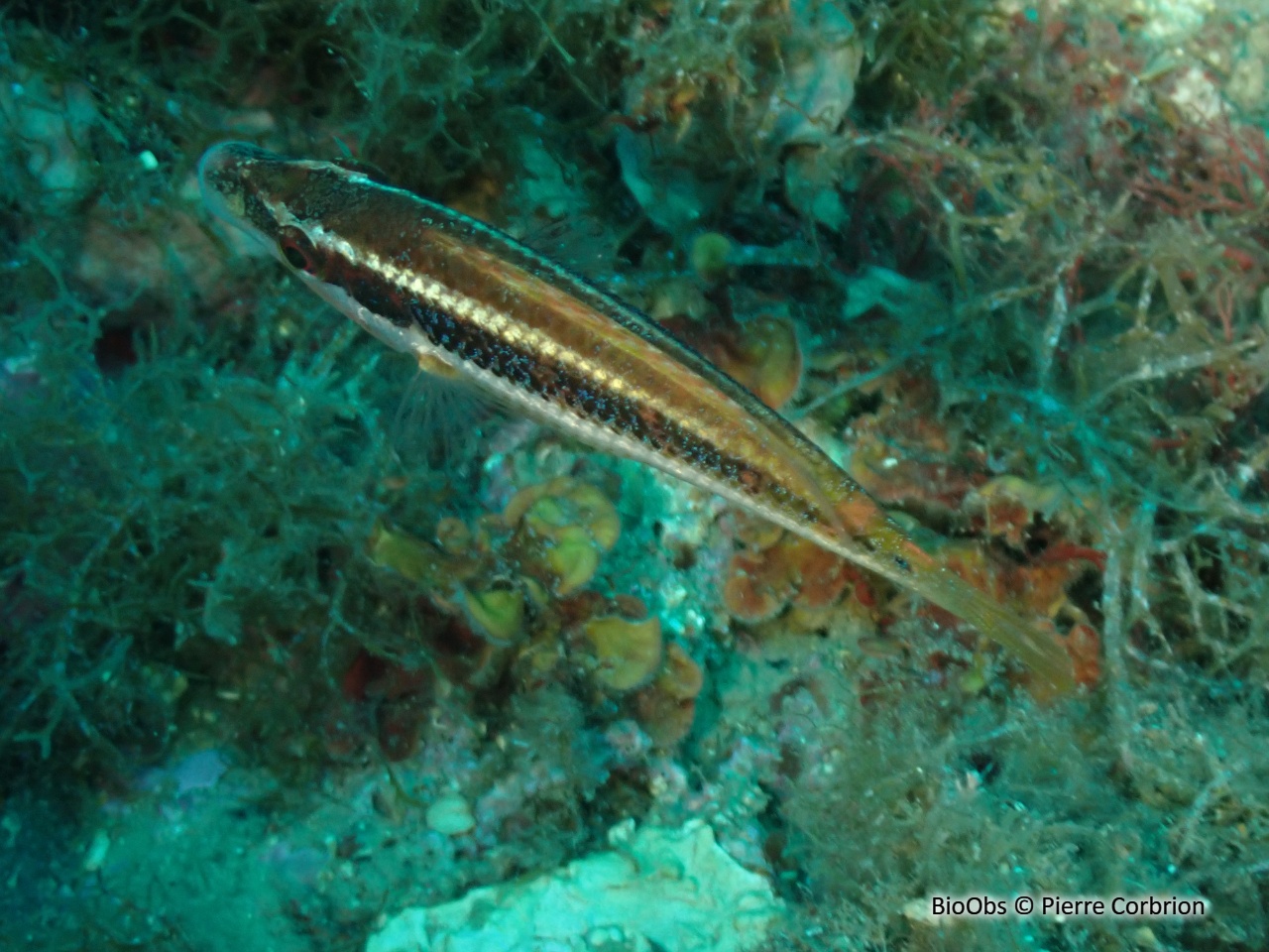 Crénilabre de Doderlein - Symphodus doderleini - Pierre Corbrion - BioObs