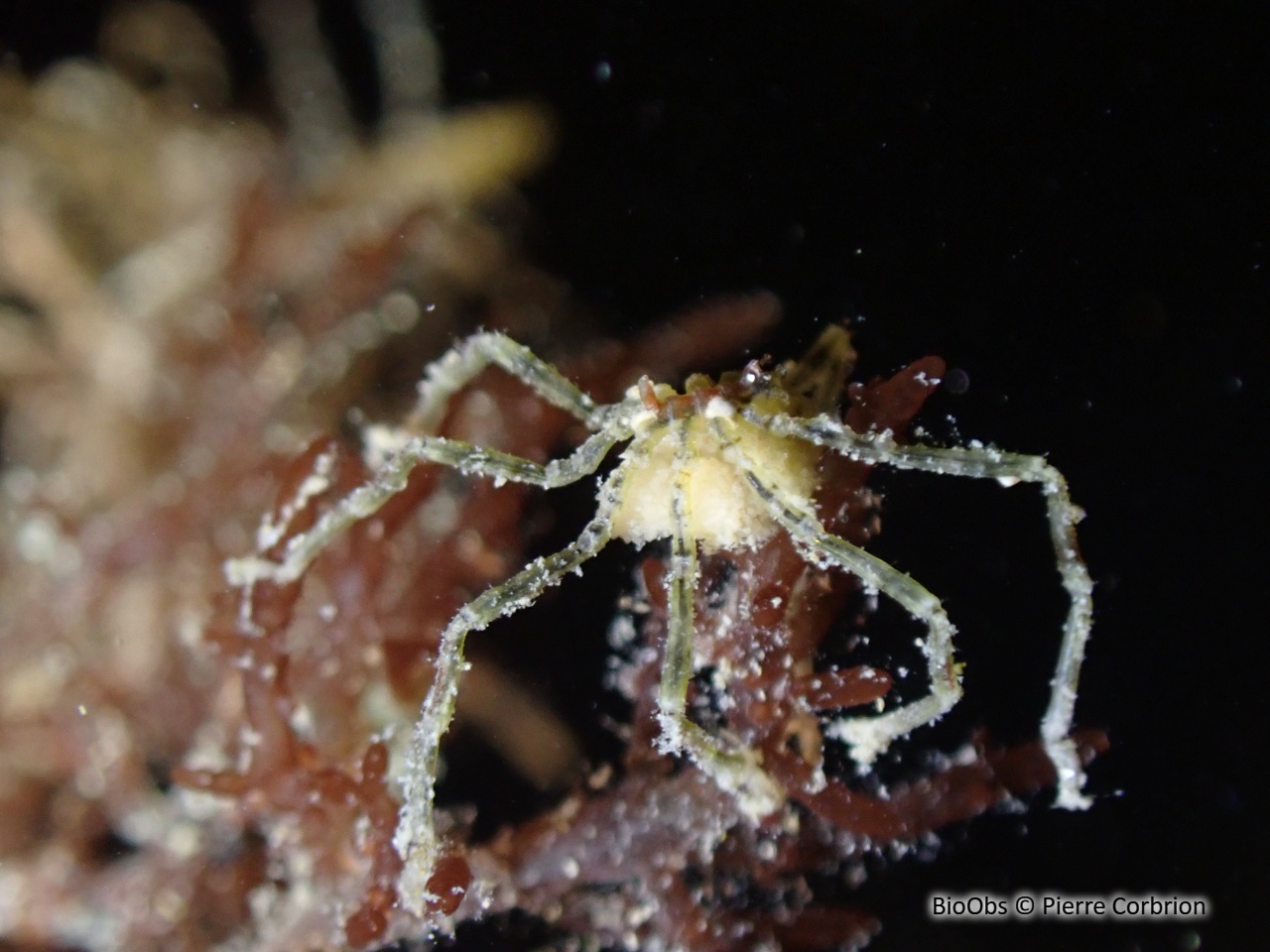 Araignée à bande brune du Pacifique - Ammothea hilgendorfi - Pierre Corbrion - BioObs