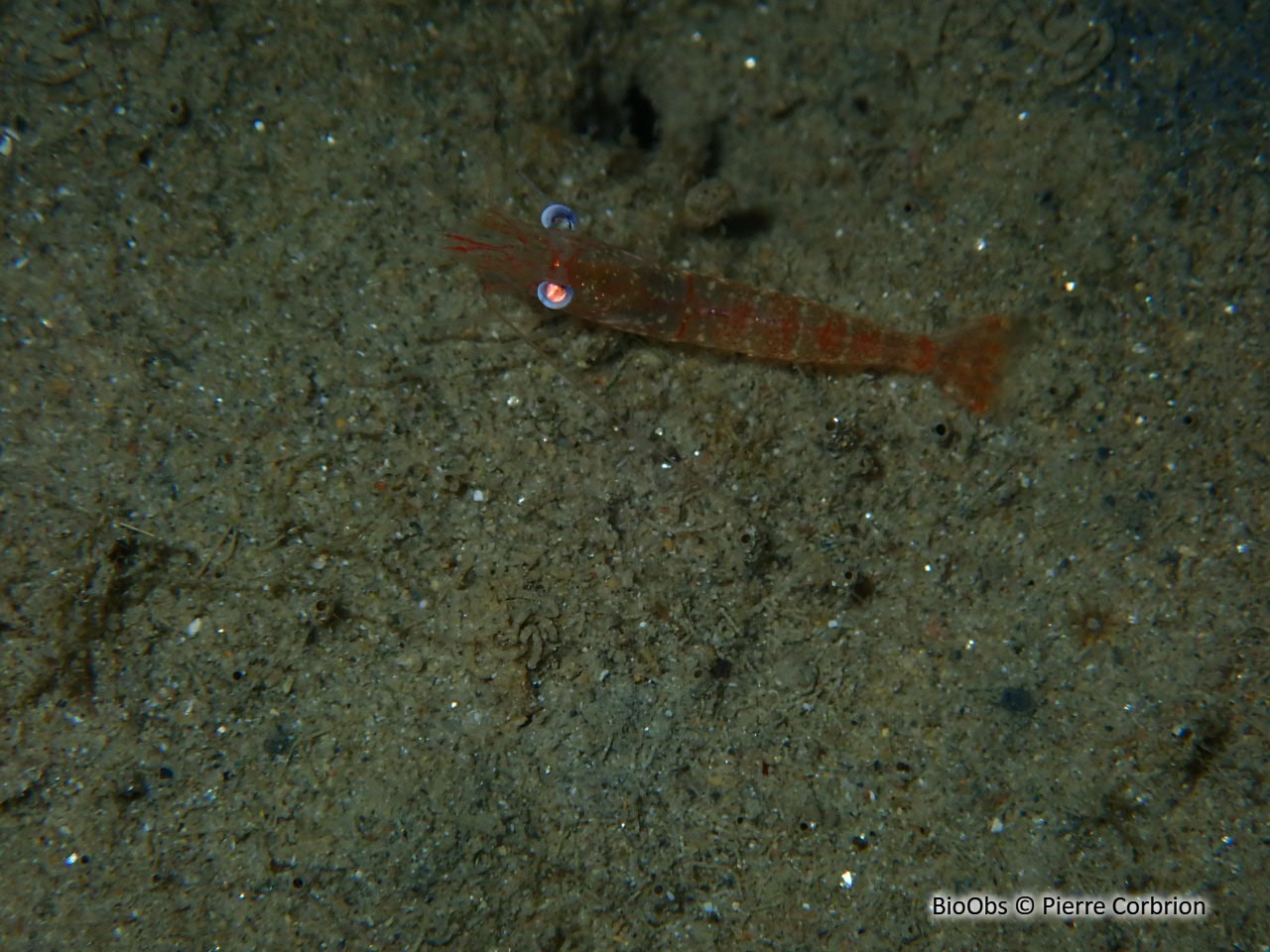 Crevette autruche comestible - Processa edulis edulis - Pierre Corbrion - BioObs