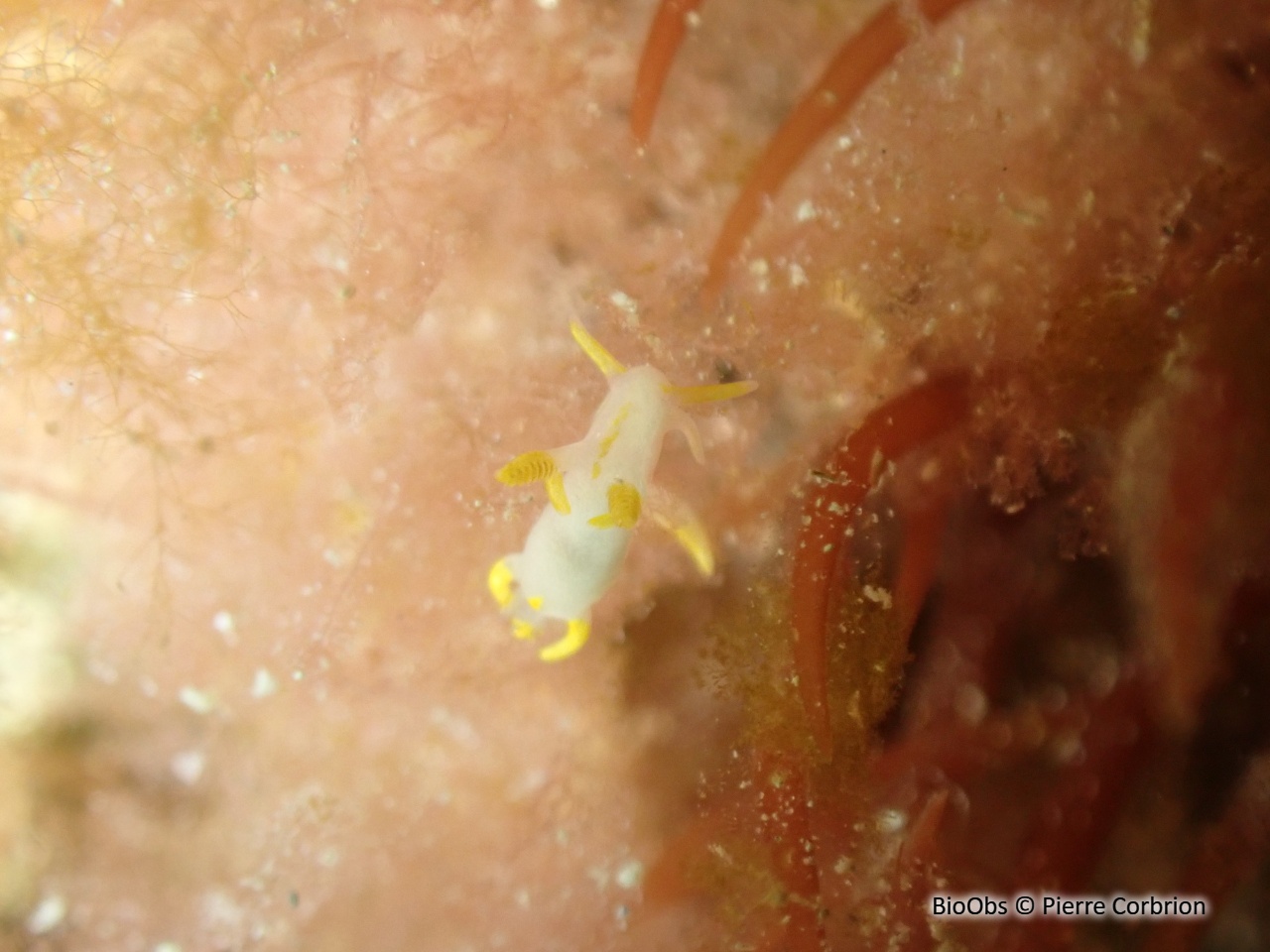 Trapanie tachetée - Trapania maculata - Pierre Corbrion - BioObs