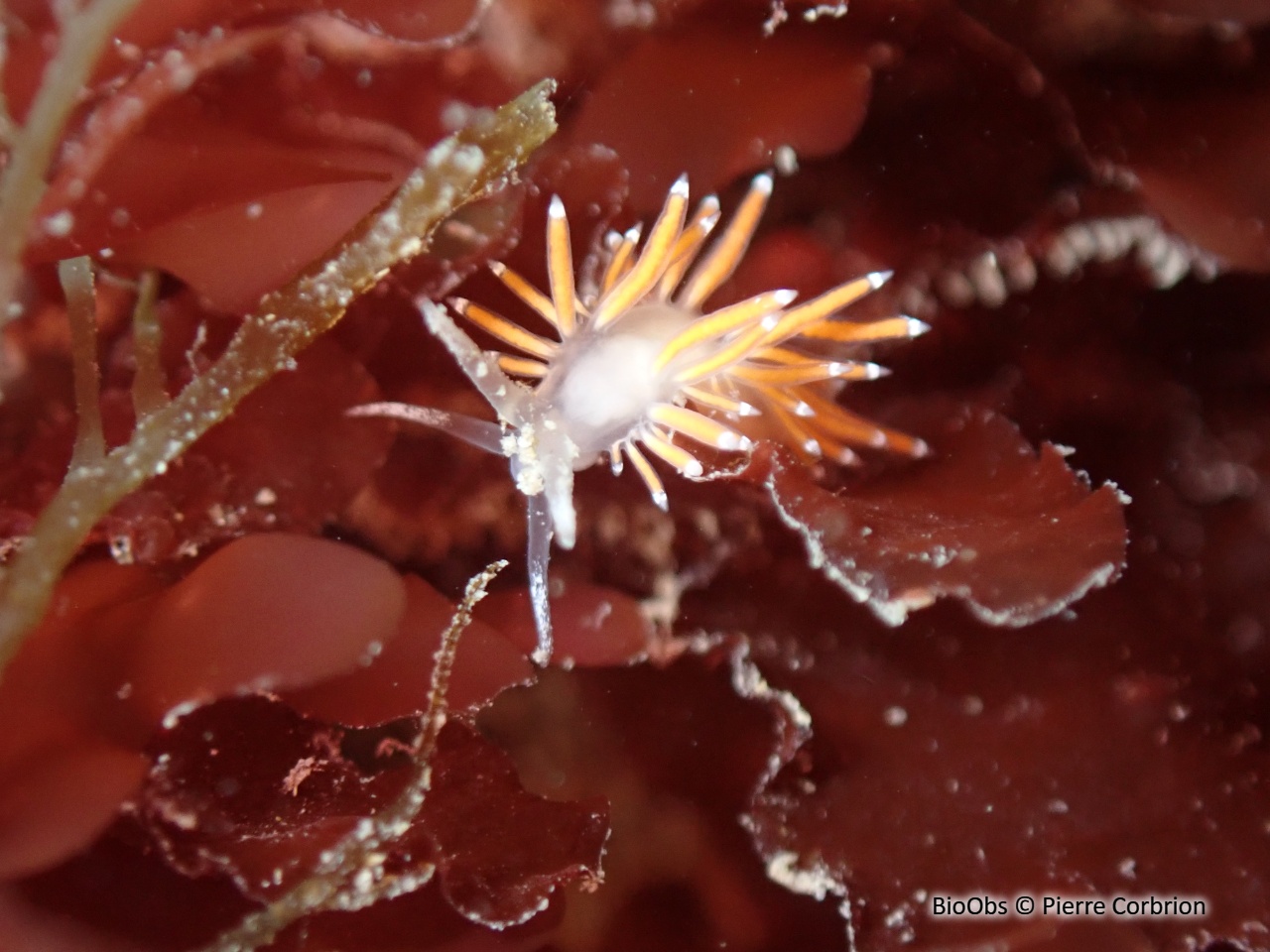 Coryphelle de brown - Coryphella browni - Pierre Corbrion - BioObs