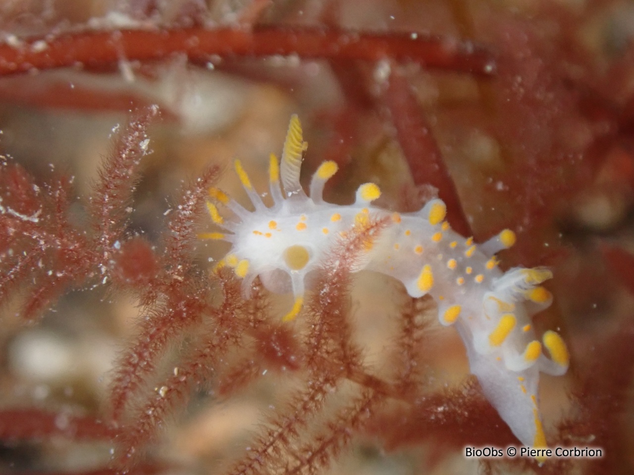 Limacia clavigère - Limacia clavigera - Pierre Corbrion - BioObs