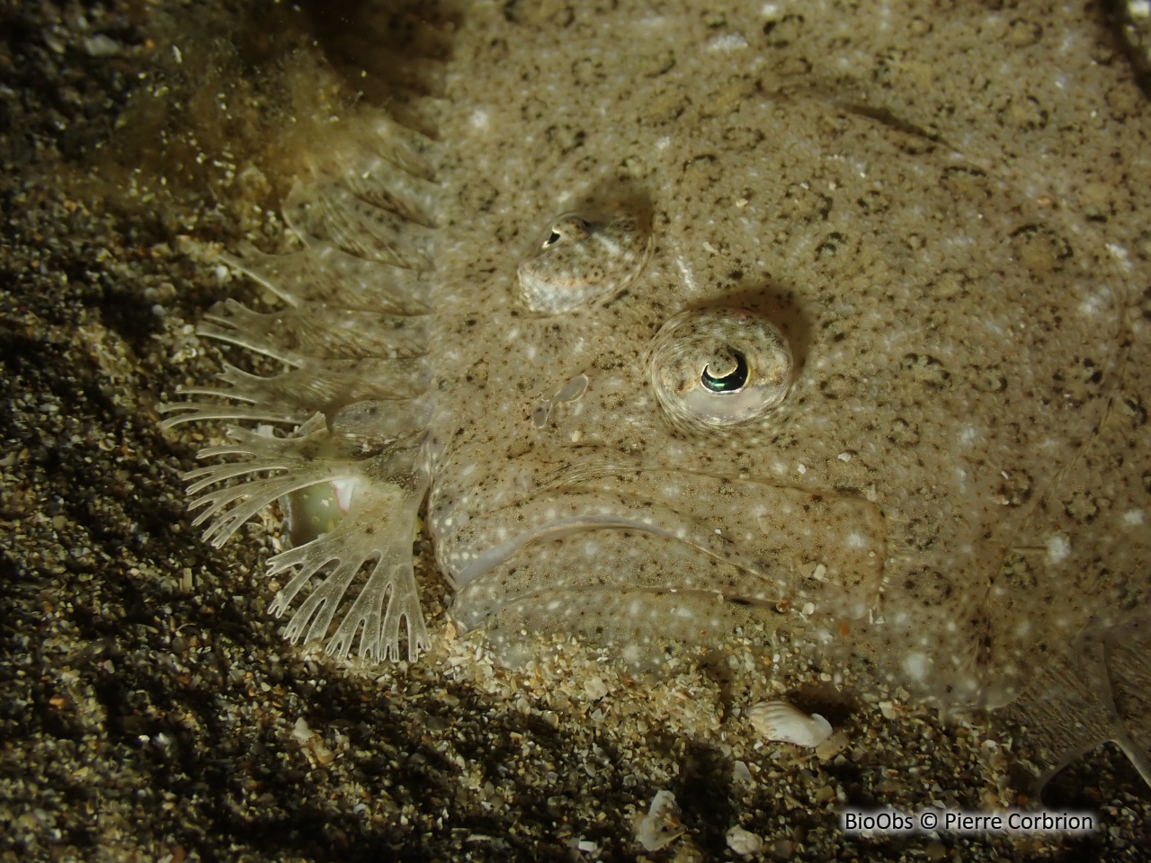 Barbue - Scophthalmus rhombus - Pierre Corbrion - BioObs