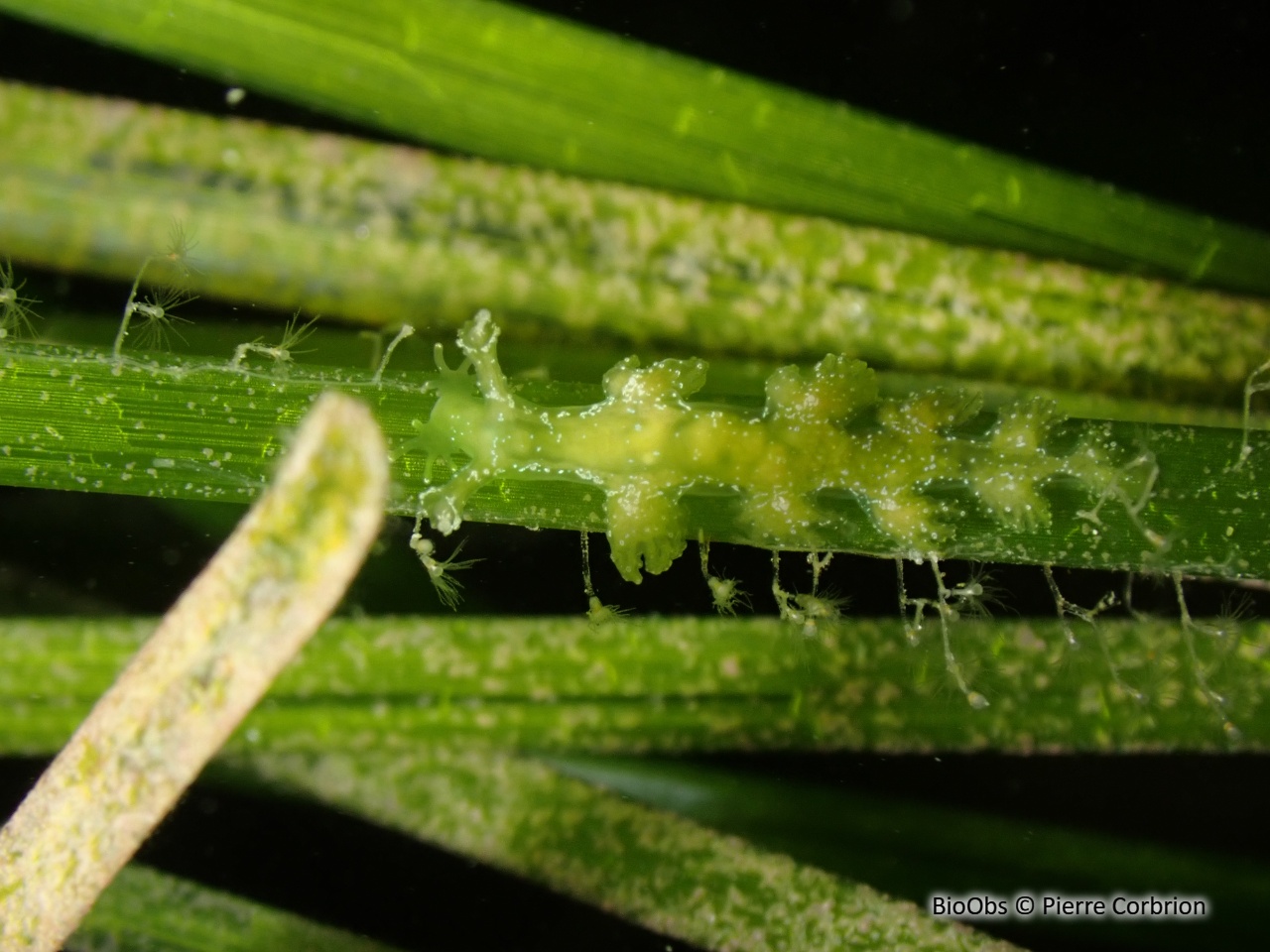Hancockia à crochets - Hancockia uncinata - Pierre Corbrion - BioObs