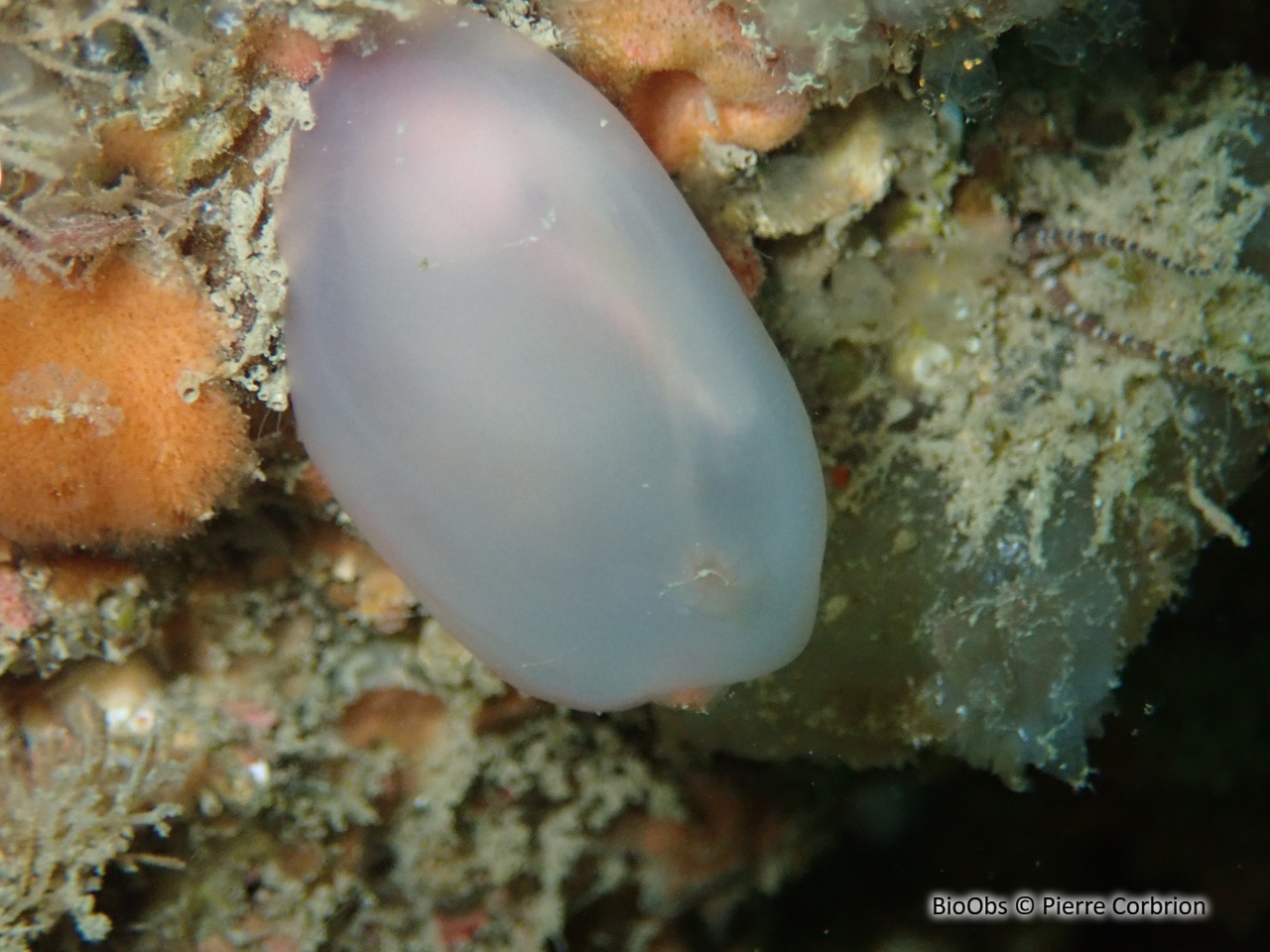 Ascidie rectangulaire - Ascidia virginea - Pierre Corbrion - BioObs