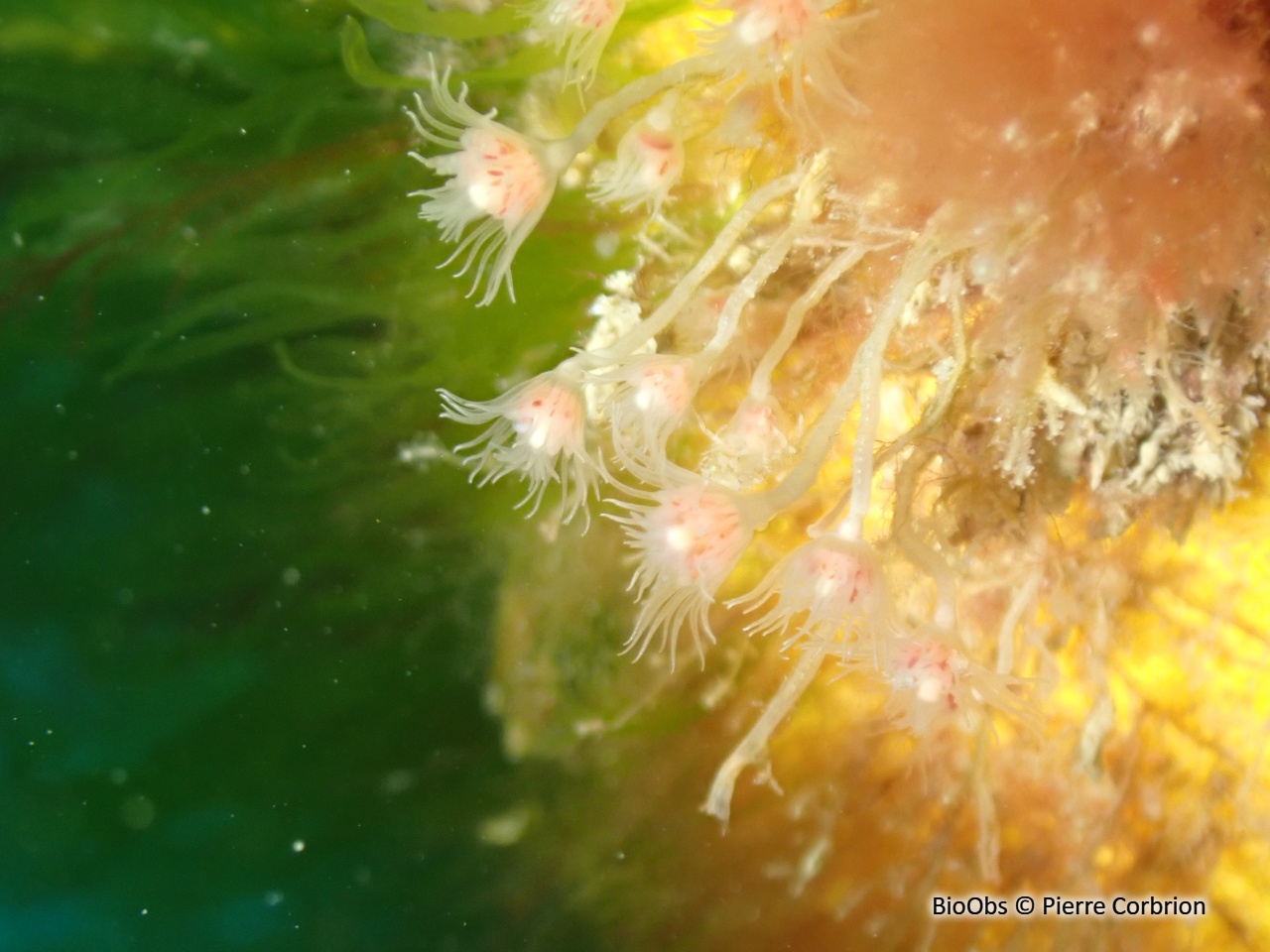 Petite tubulaire - Ectopleura larynx - Pierre Corbrion - BioObs