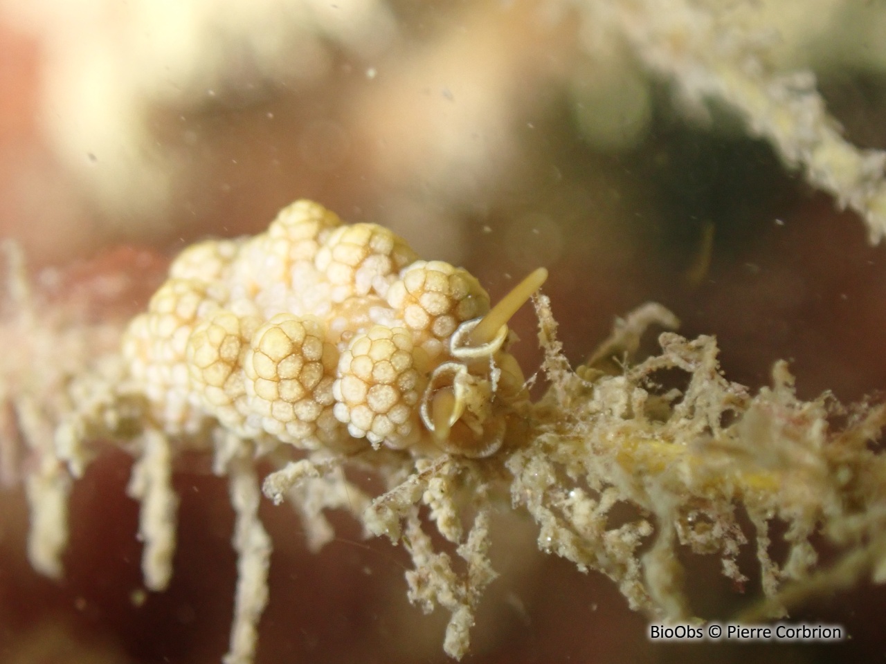 Doto fragile - Doto fragilis - Pierre Corbrion - BioObs