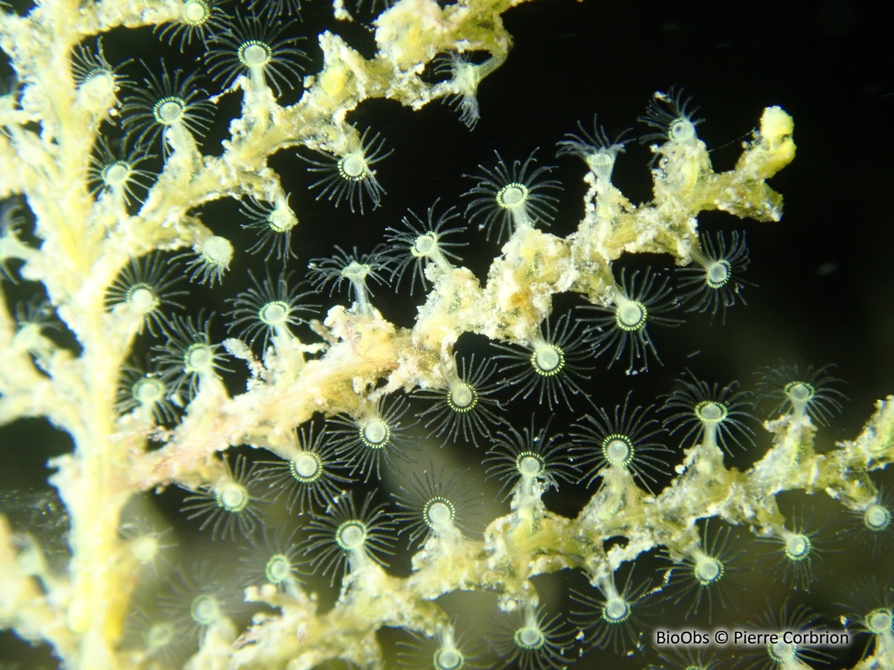 Hydraire-sapin - Abietinaria abietina - Pierre Corbrion - BioObs