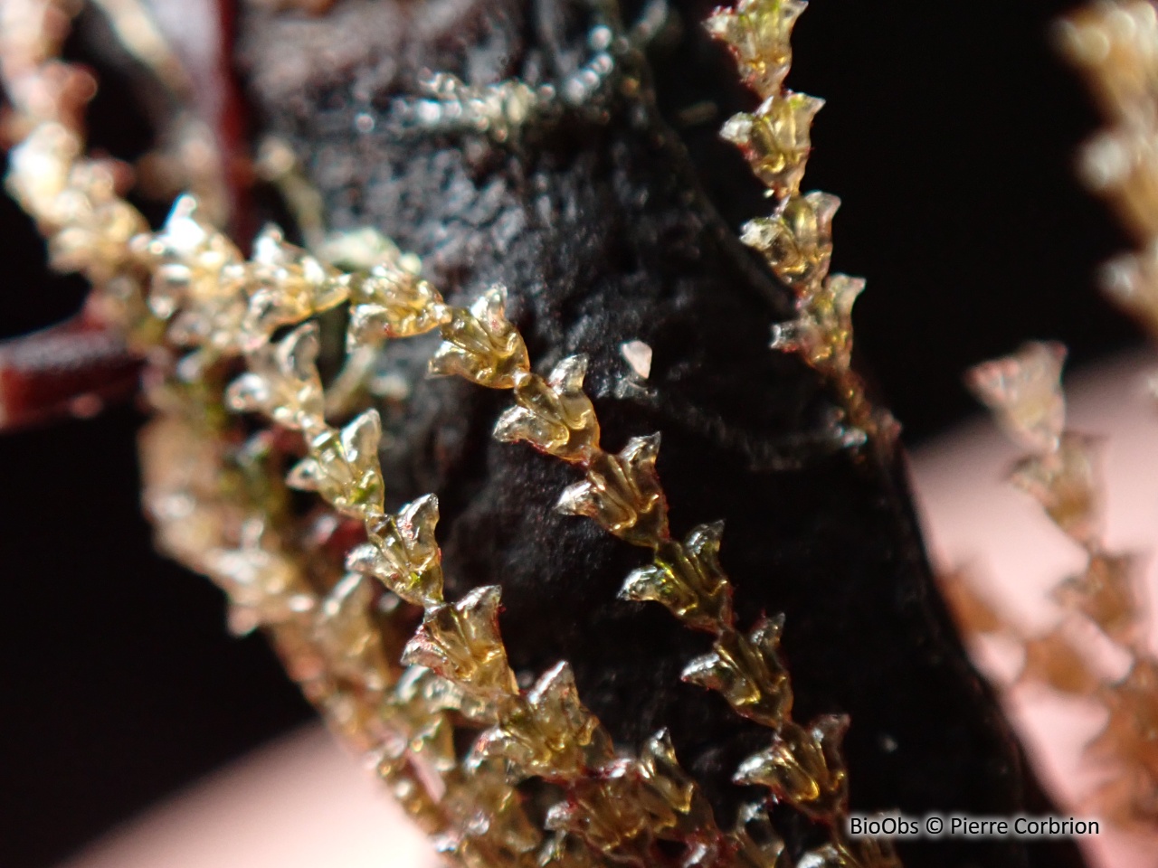 Petite dynamène - Dynamena pumila - Pierre Corbrion - BioObs