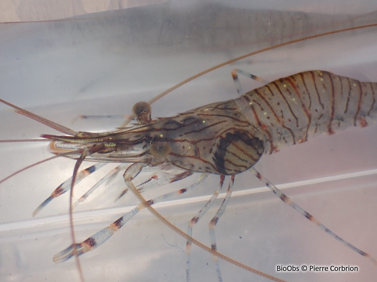 Bopyre des crevettes - Bopyrus squillarum - Pierre Corbrion - BioObs