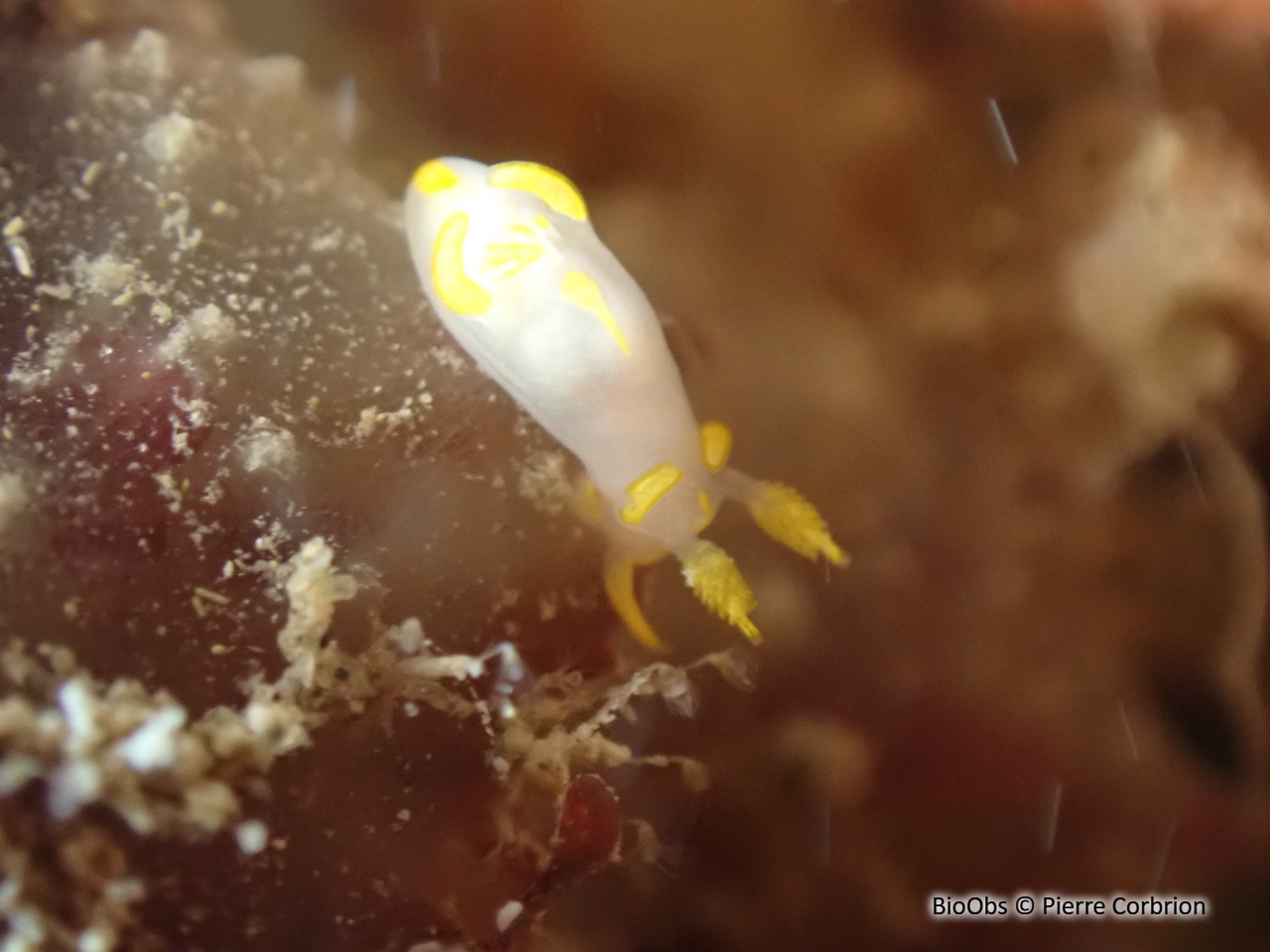 Trapanie tachetée - Trapania maculata - Pierre Corbrion - BioObs