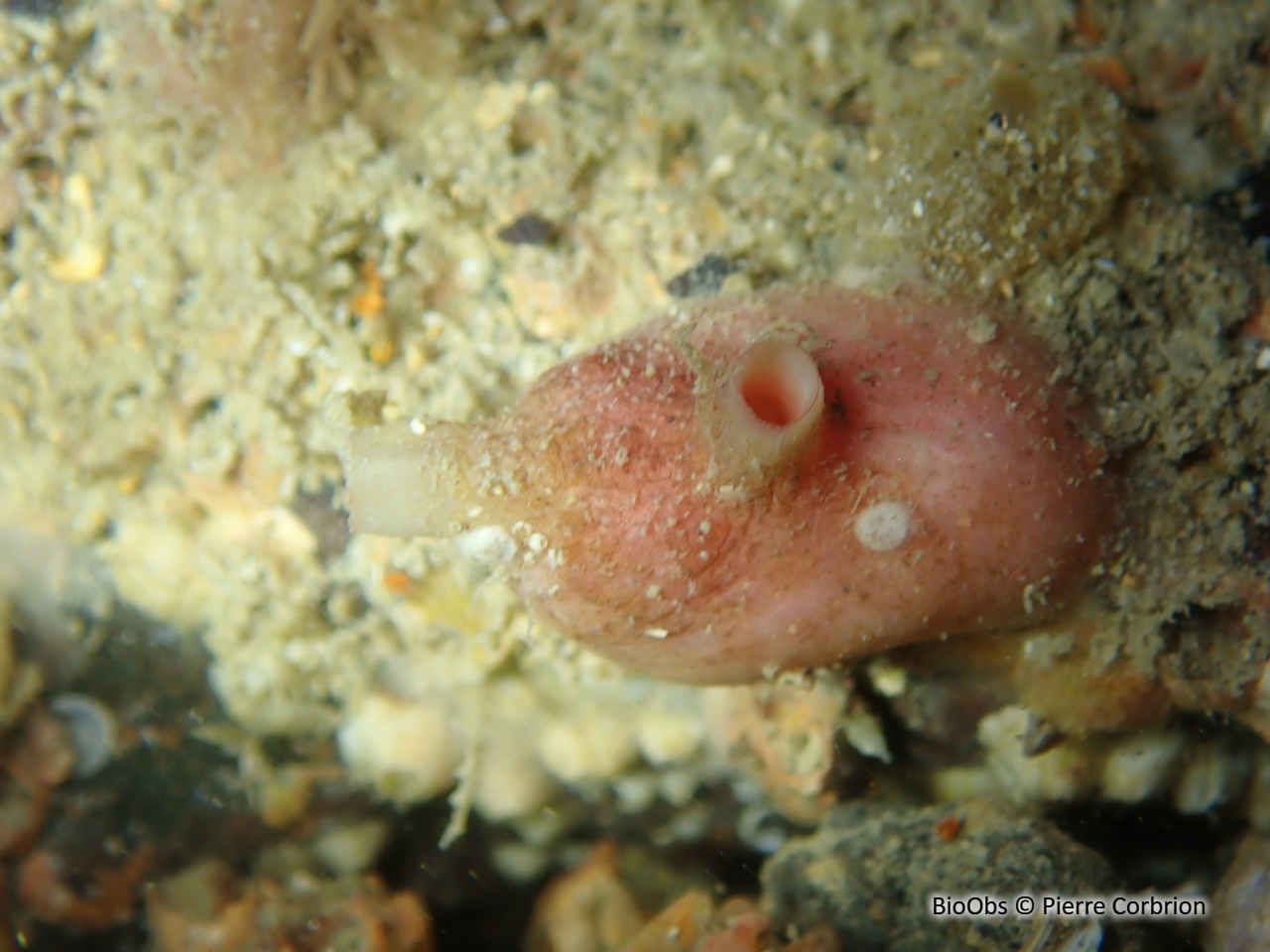 Polycarpe rouge - Polycarpa scuba - Pierre Corbrion - BioObs