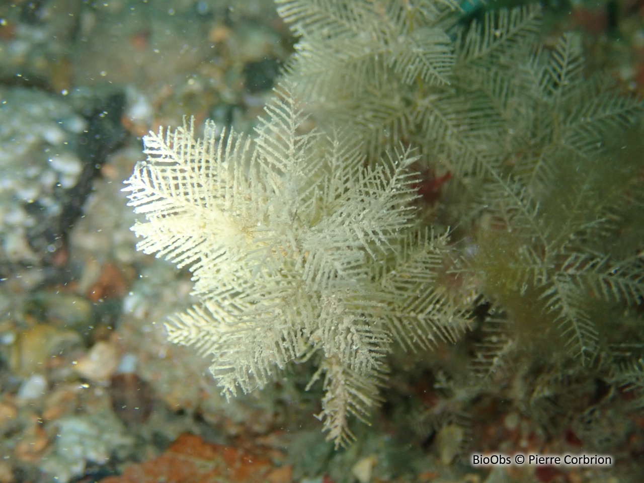 Hydraire palmier - Hydrallmania falcata - Pierre Corbrion - BioObs