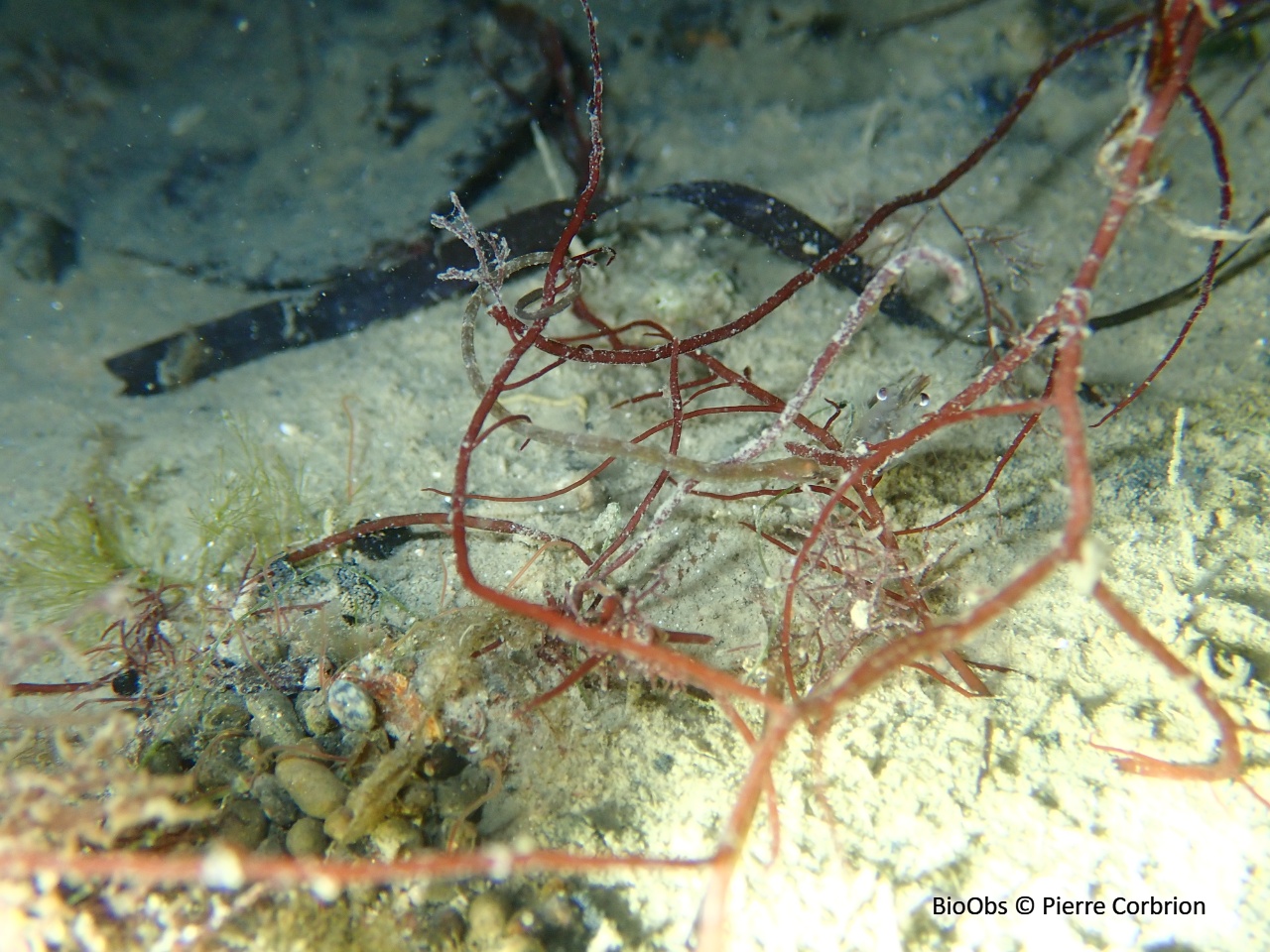 Nérophis à nez droit - Nerophis ophidion - Pierre Corbrion - BioObs