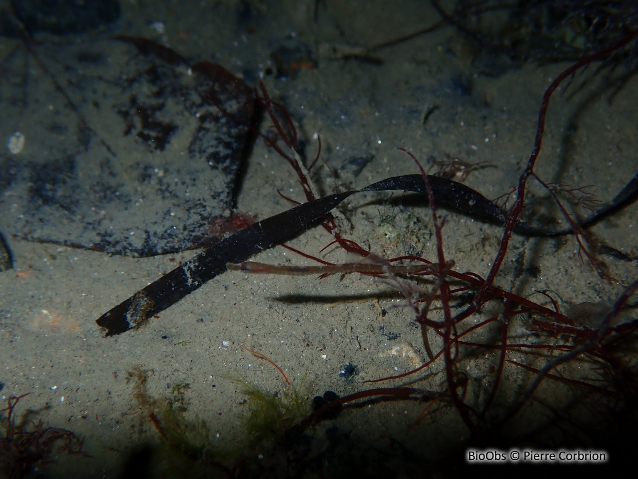 Nérophis à nez droit - Nerophis ophidion - Pierre Corbrion - BioObs