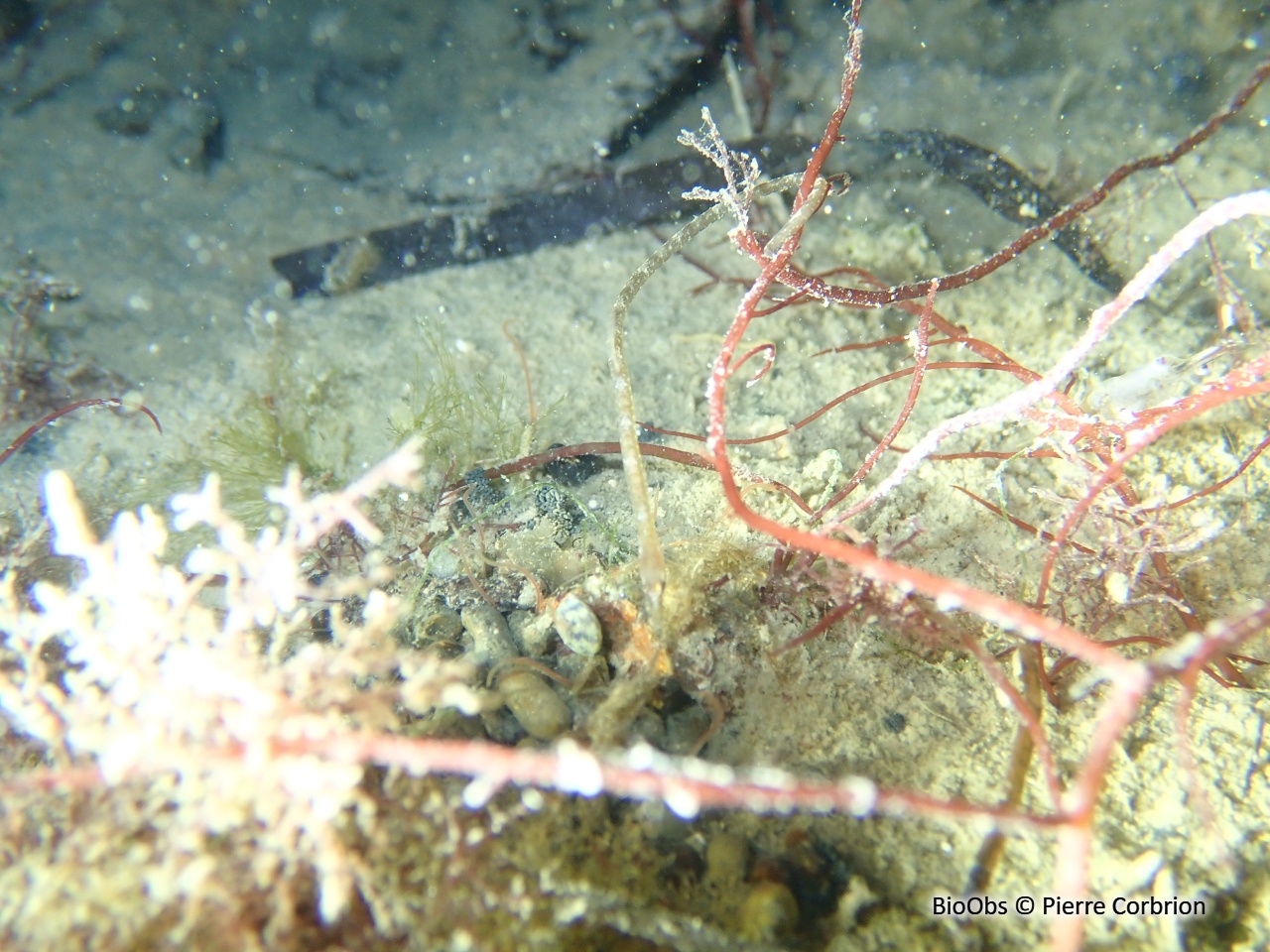 Nérophis à nez droit - Nerophis ophidion - Pierre Corbrion - BioObs